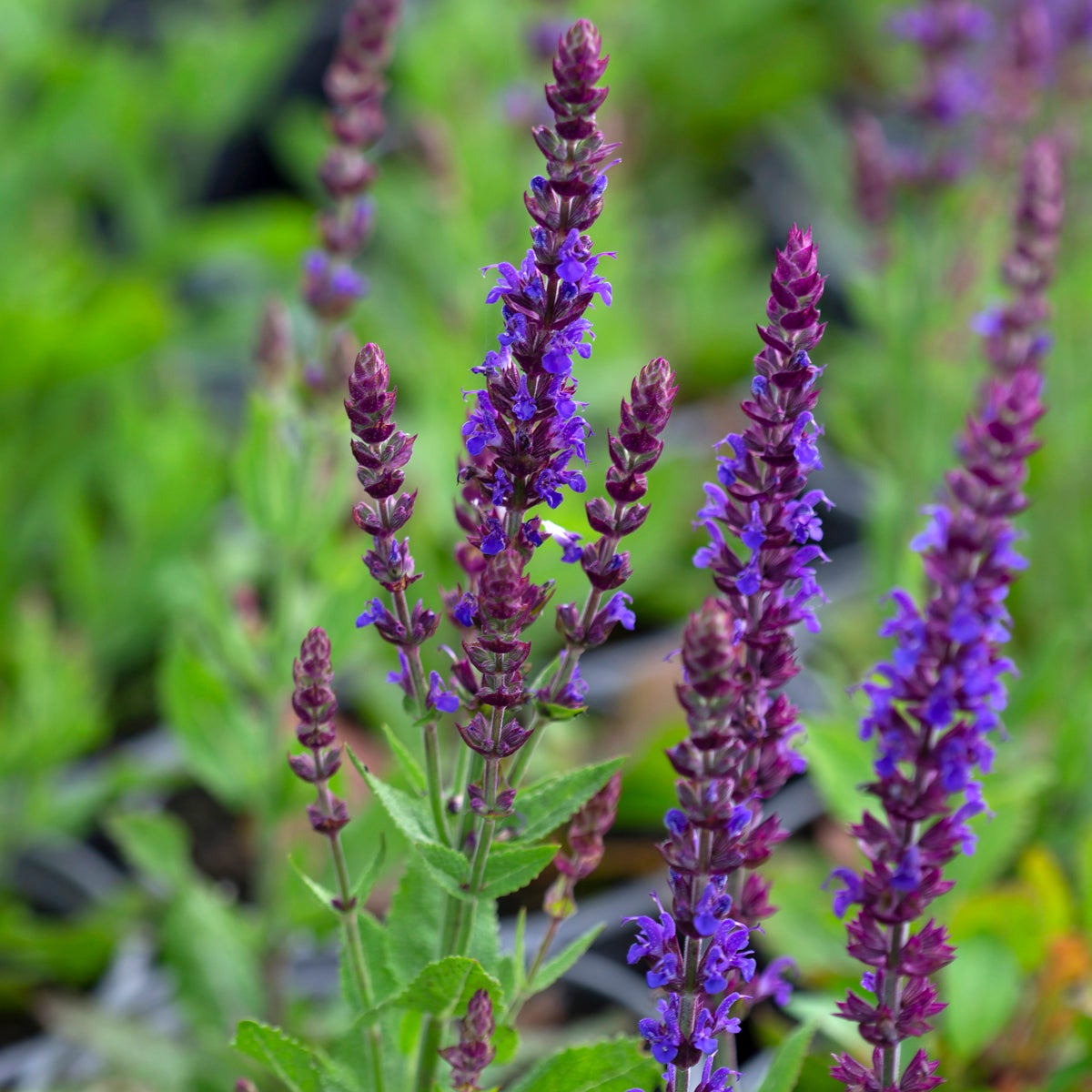 stäppsalvia