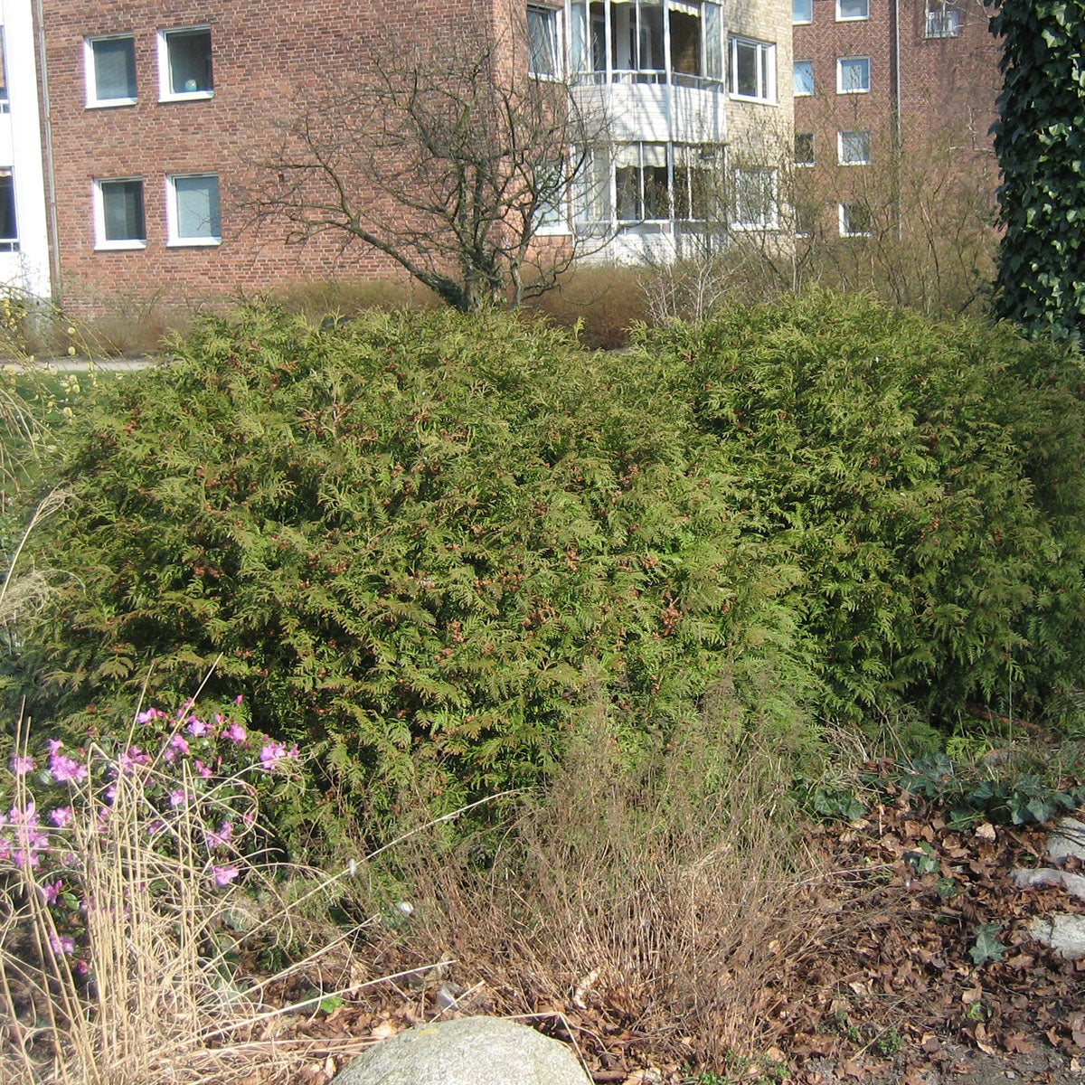 tuja 'Woodwardii'