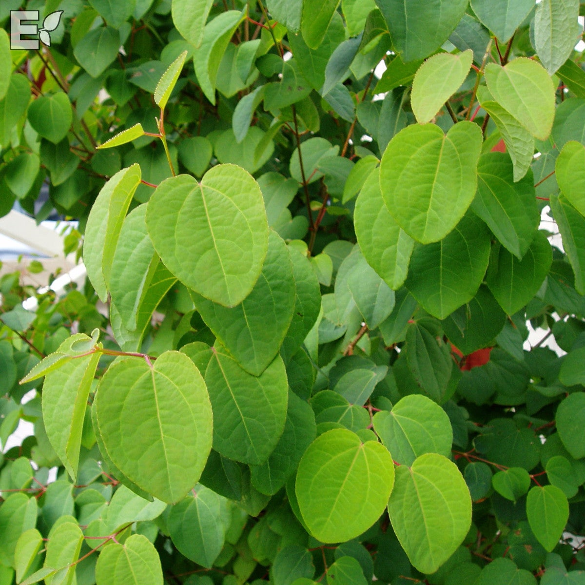 katsura fk Göteborg E