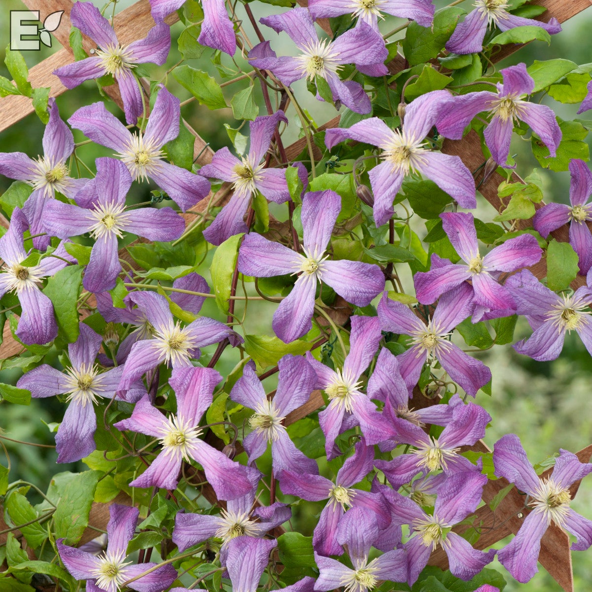 viticella-klematis 'Mrs T. Lundell' E