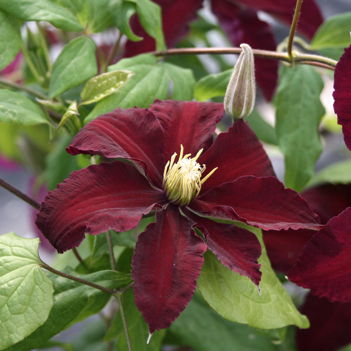 sen storblommig klematis 'Niobe'