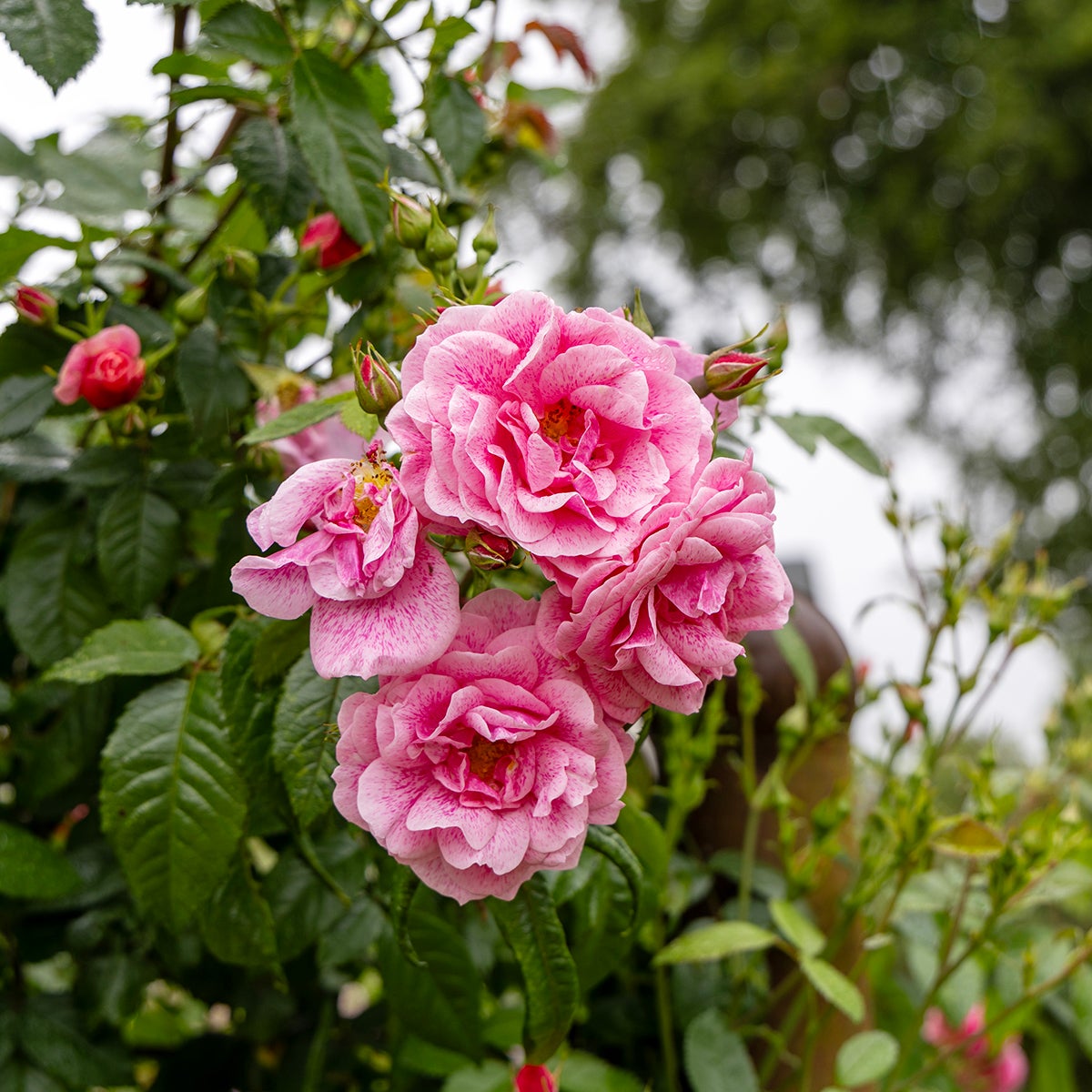 storblommig klätterros Camelot