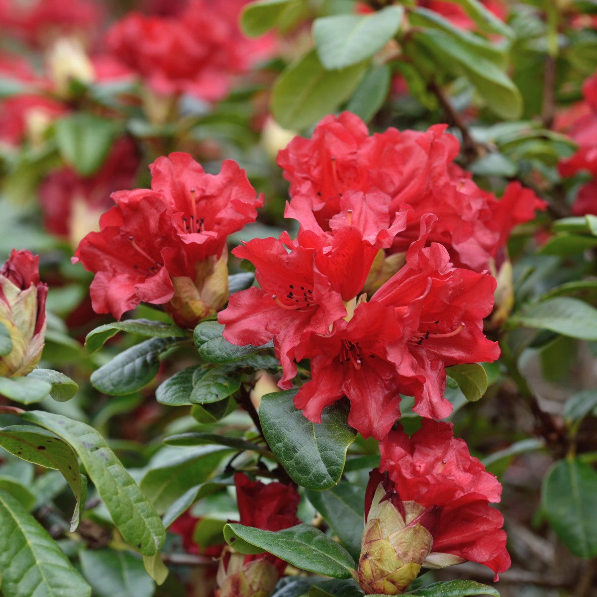 forrestii-rododendron 'Scarlet Wonder'