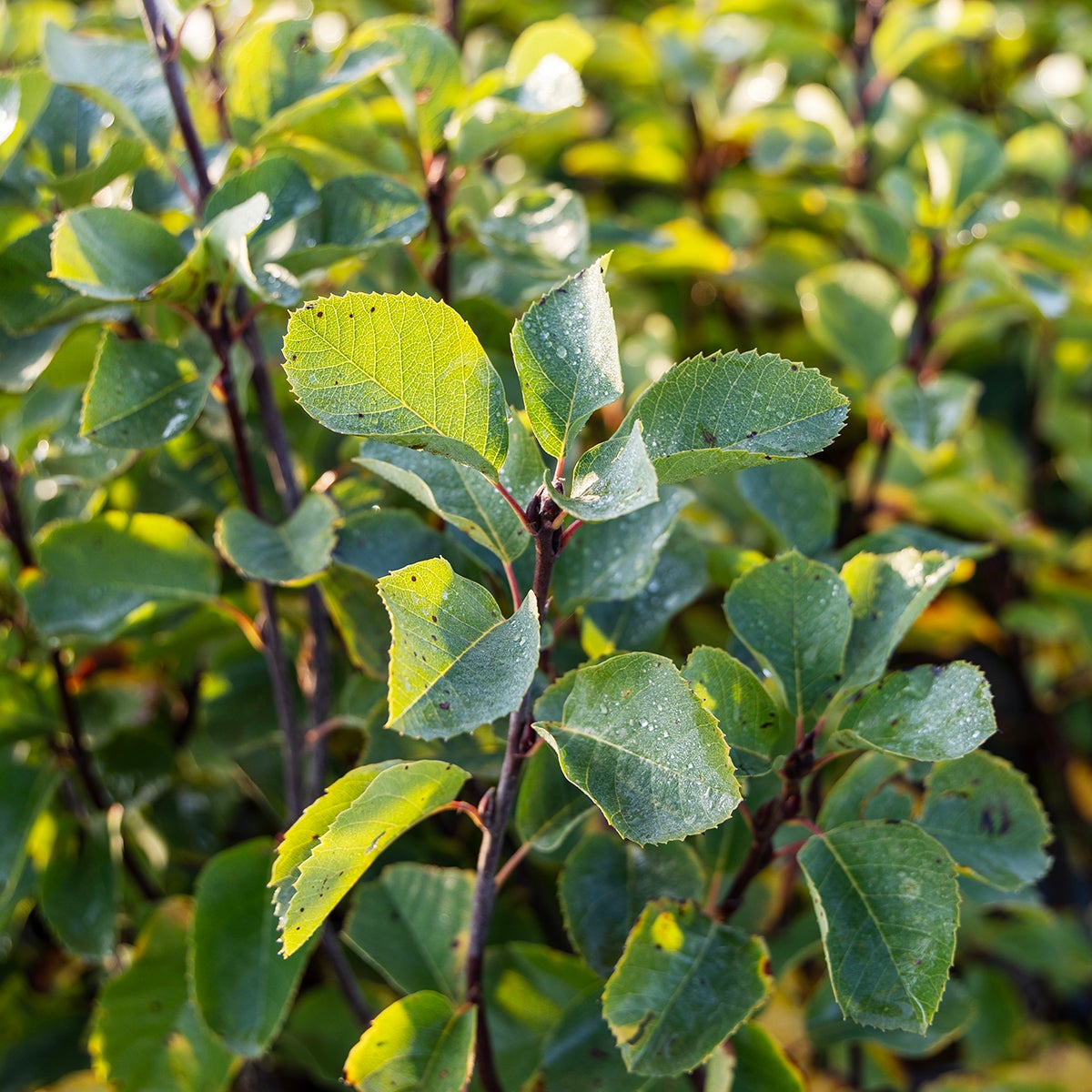 bärhäggmispel Greatberry® Aroma