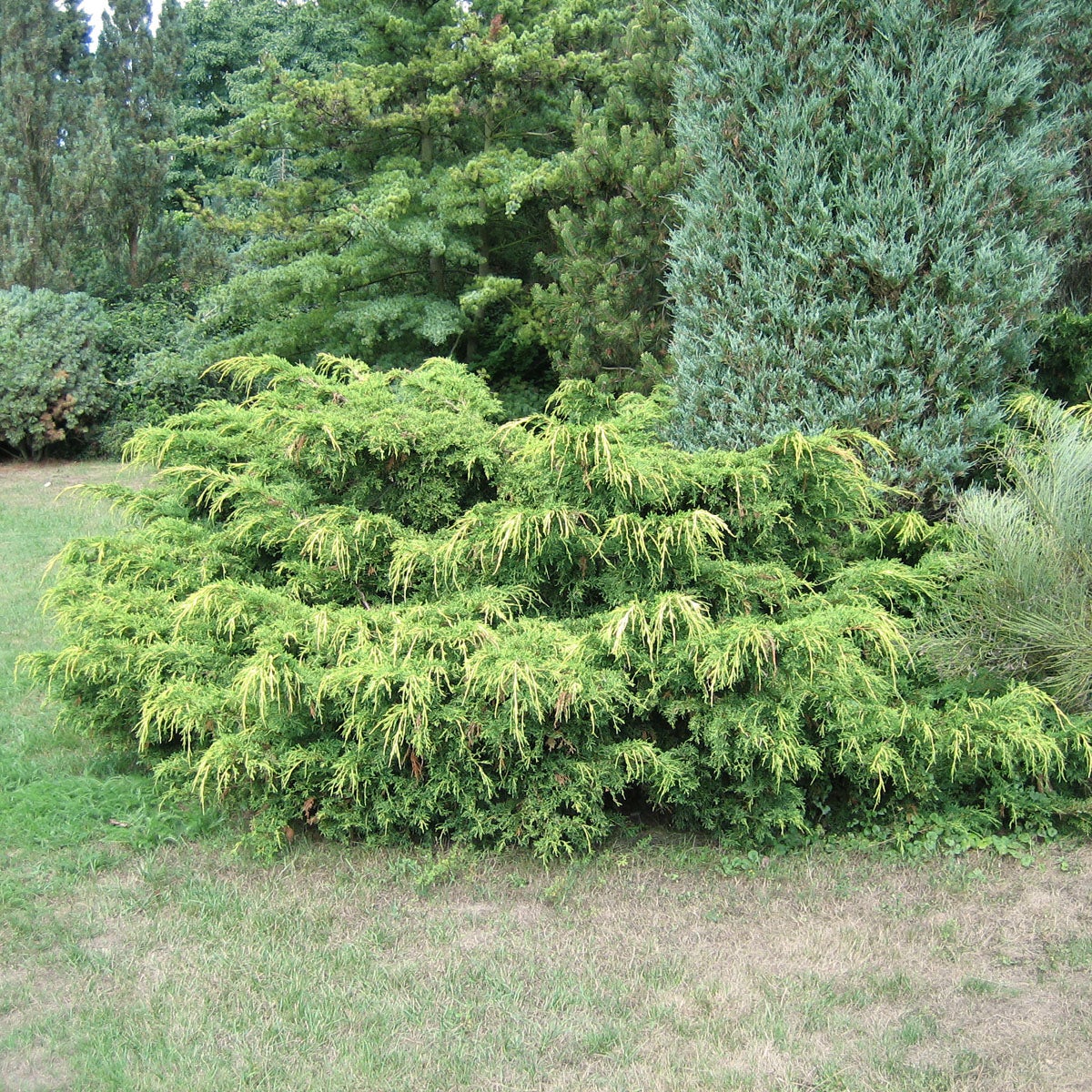 trädgårds-en 'Pfitzeriana Aurea'