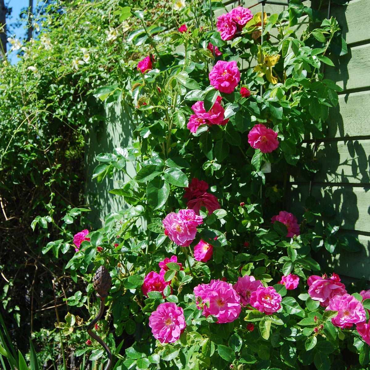 kordesii-ros 'John Cabot'