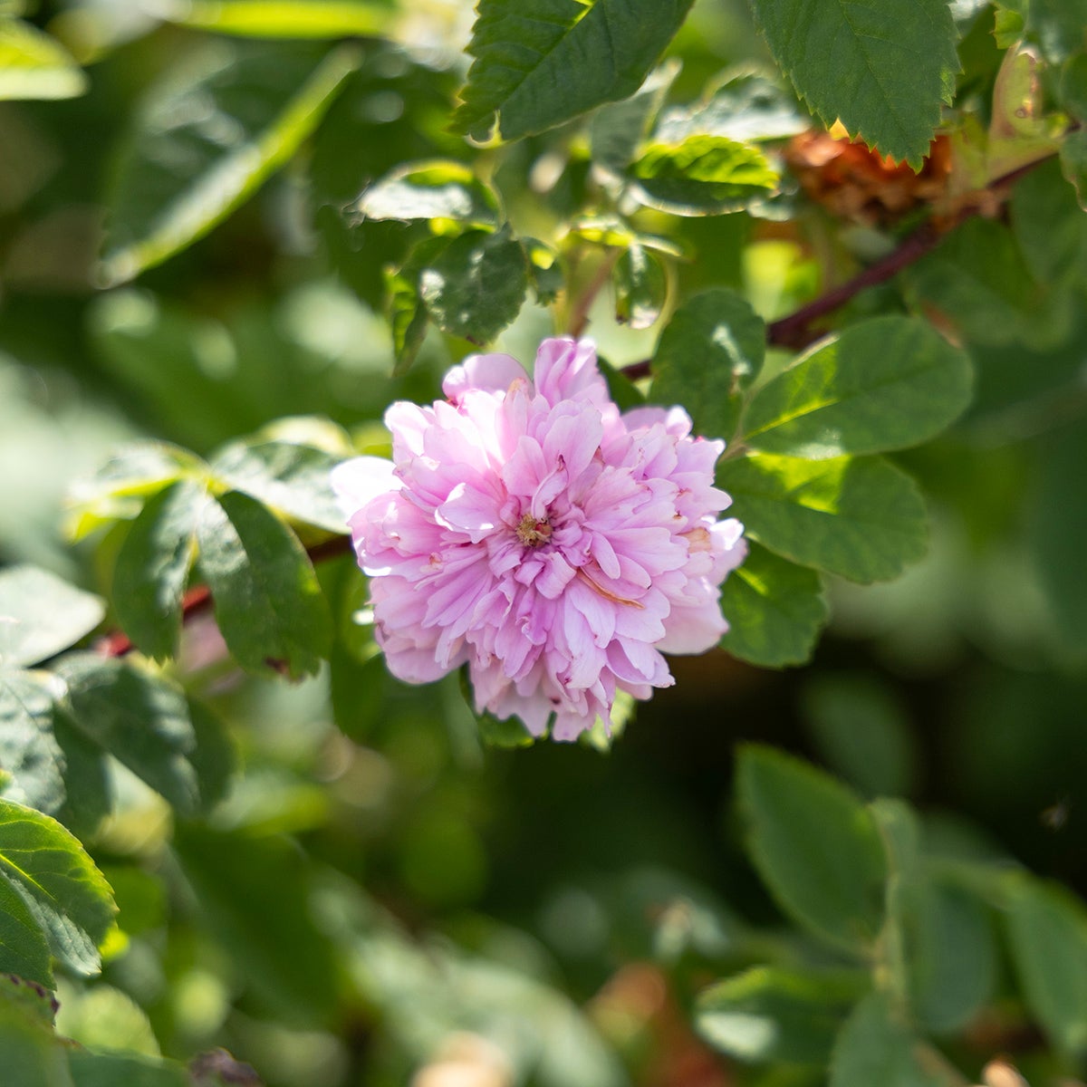 fylld kanelros 'Tornedal'