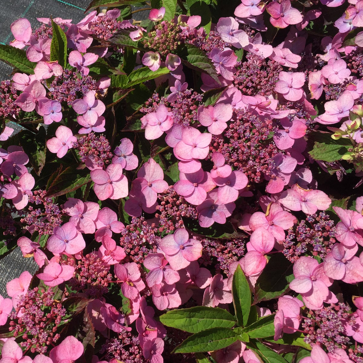 purpurhortensia 'Koreana'