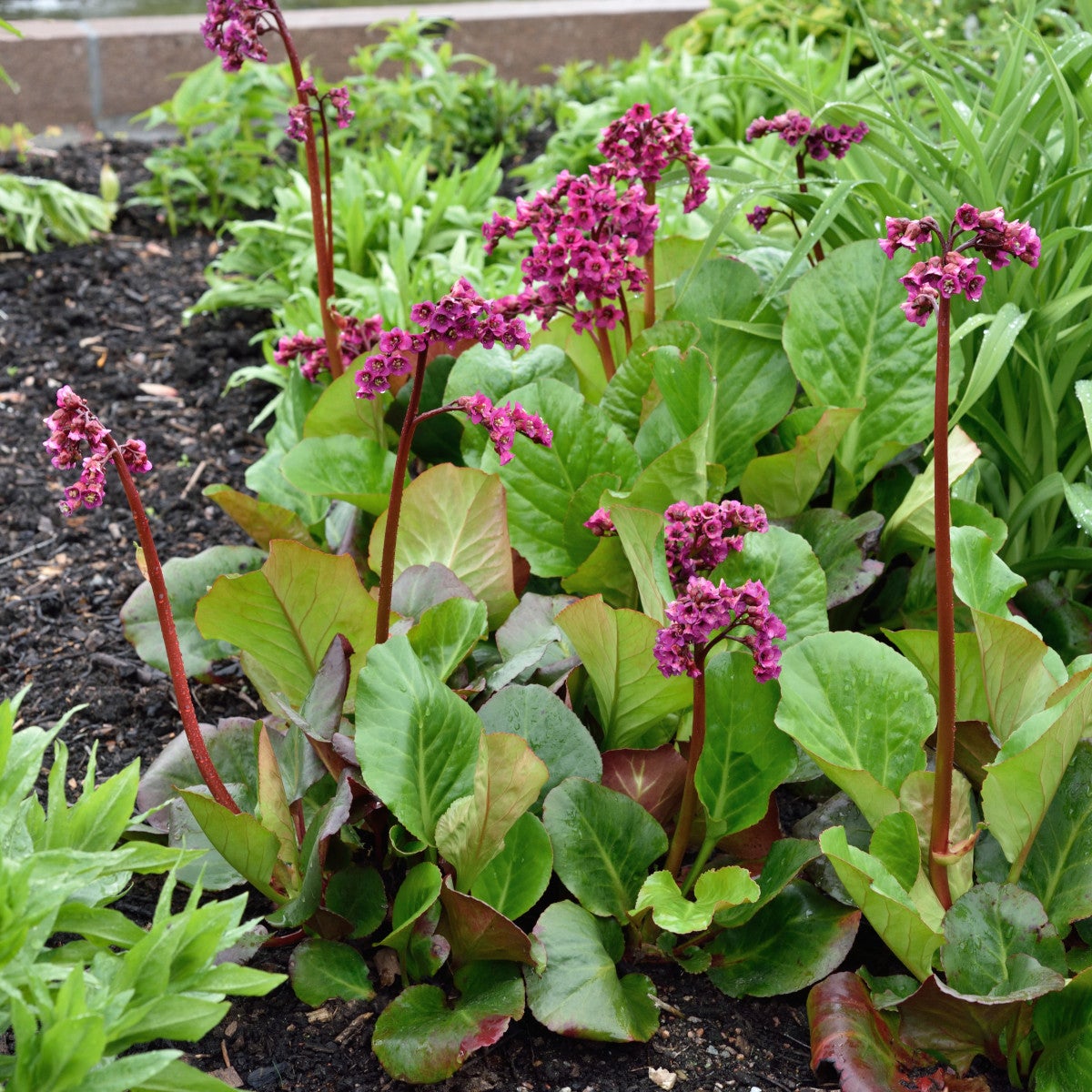 hjärtbergenia 'Vinterglöd'