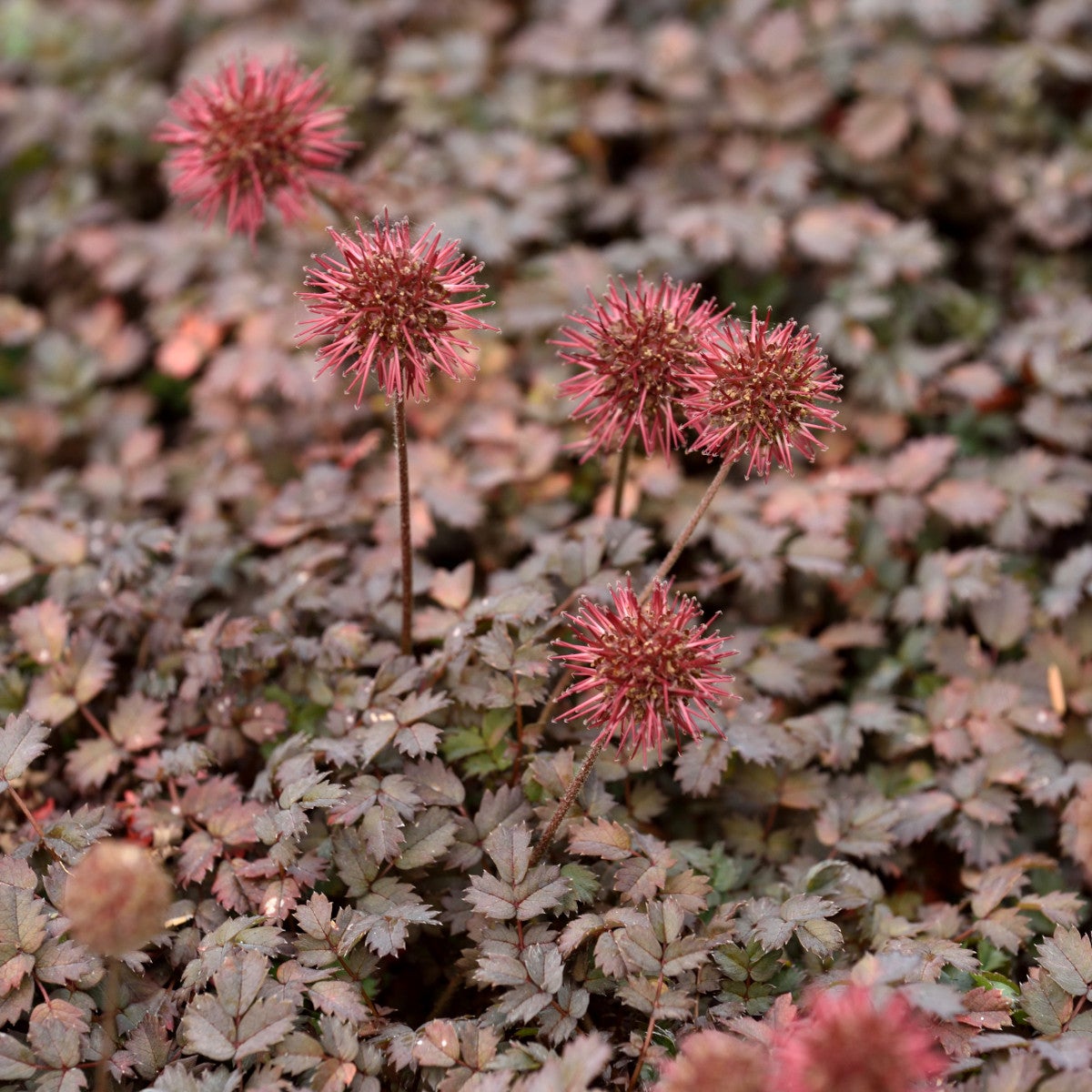 brun taggpimpinell 'Kupferteppich'