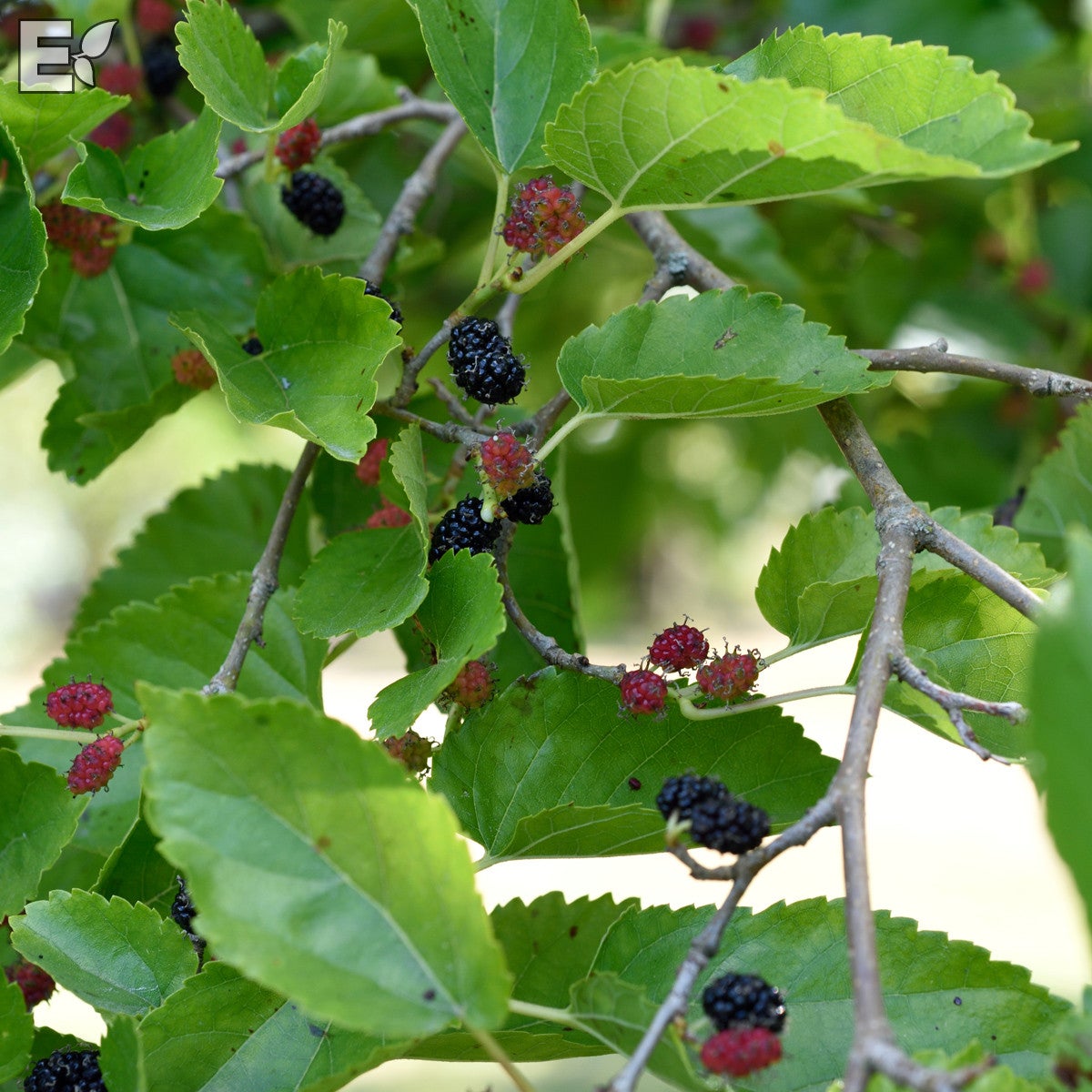 svart mullbär 'Mulle' E