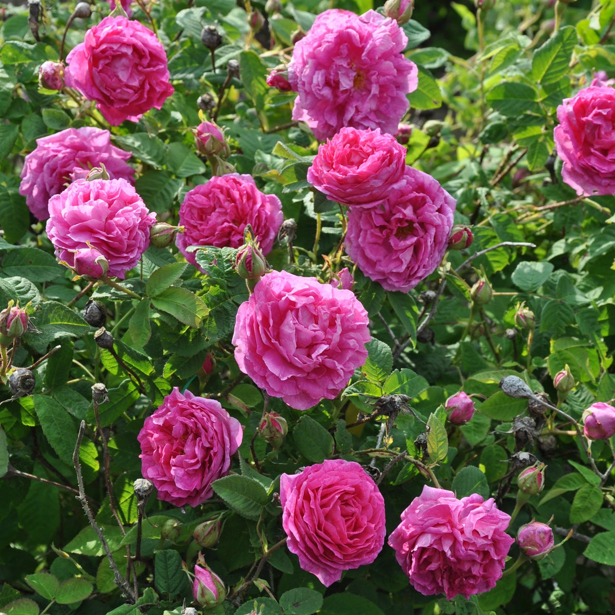 damascenerros 'Järnvägaren'