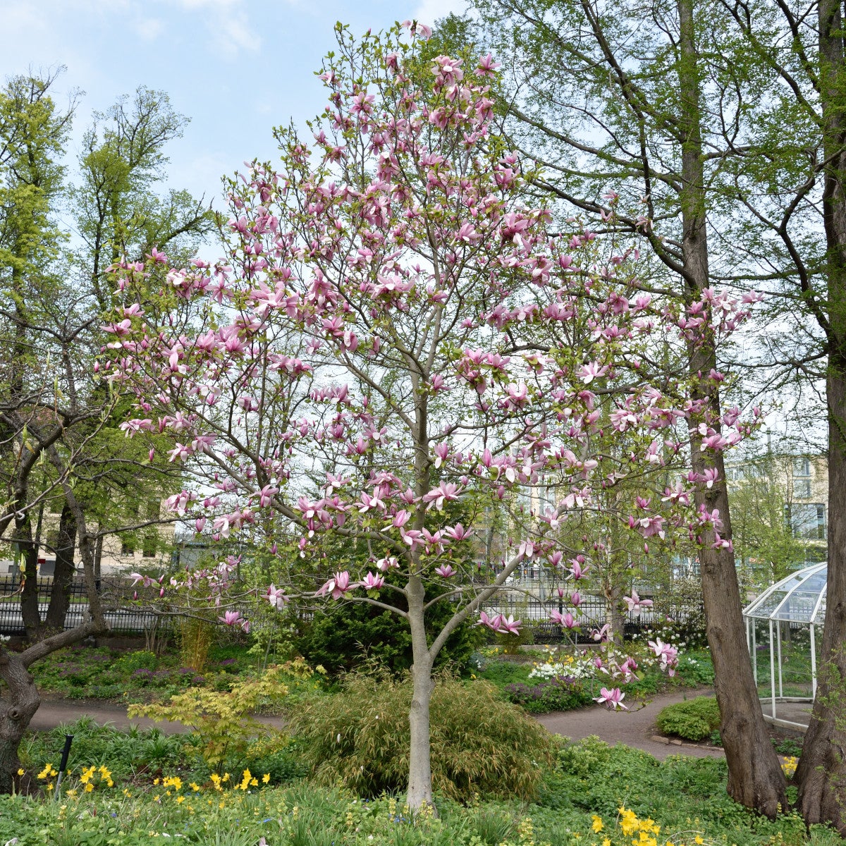 rosenmagnolia 'Galaxy'