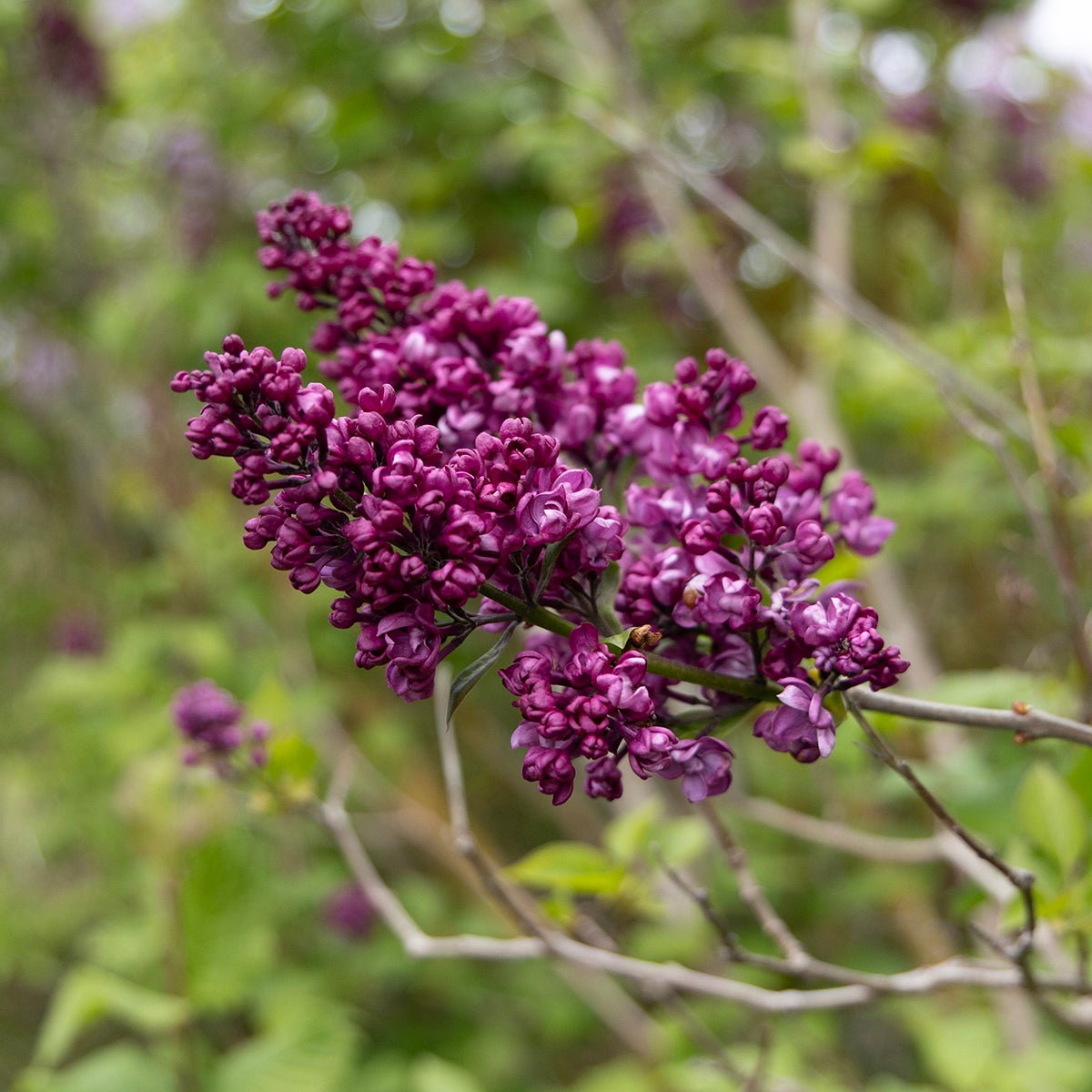 syren 'Charles Joly'