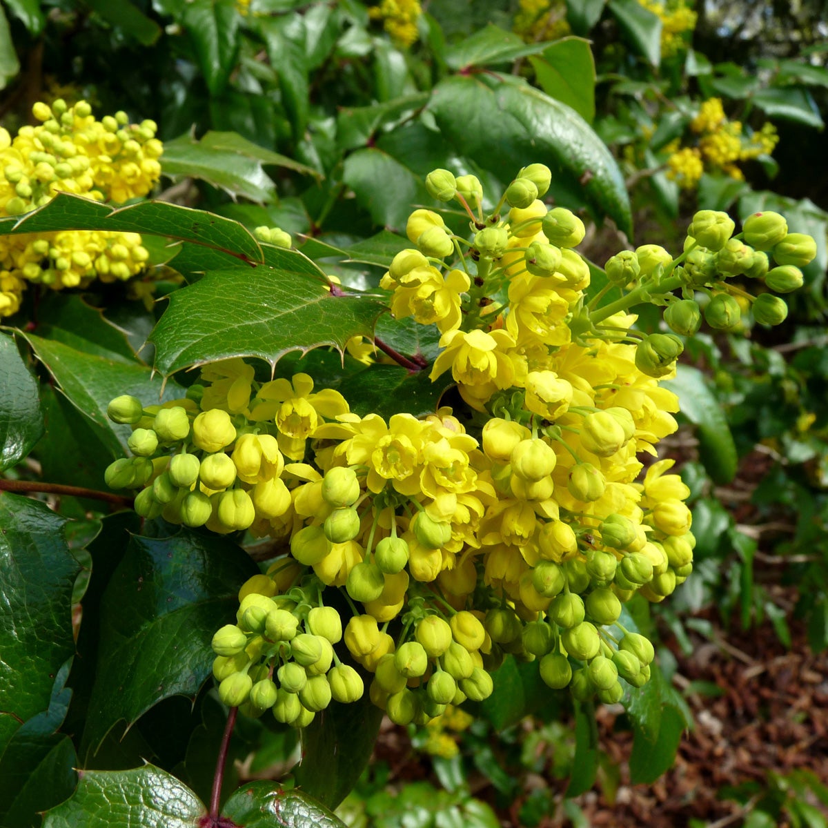 mahonia 'Apollo'