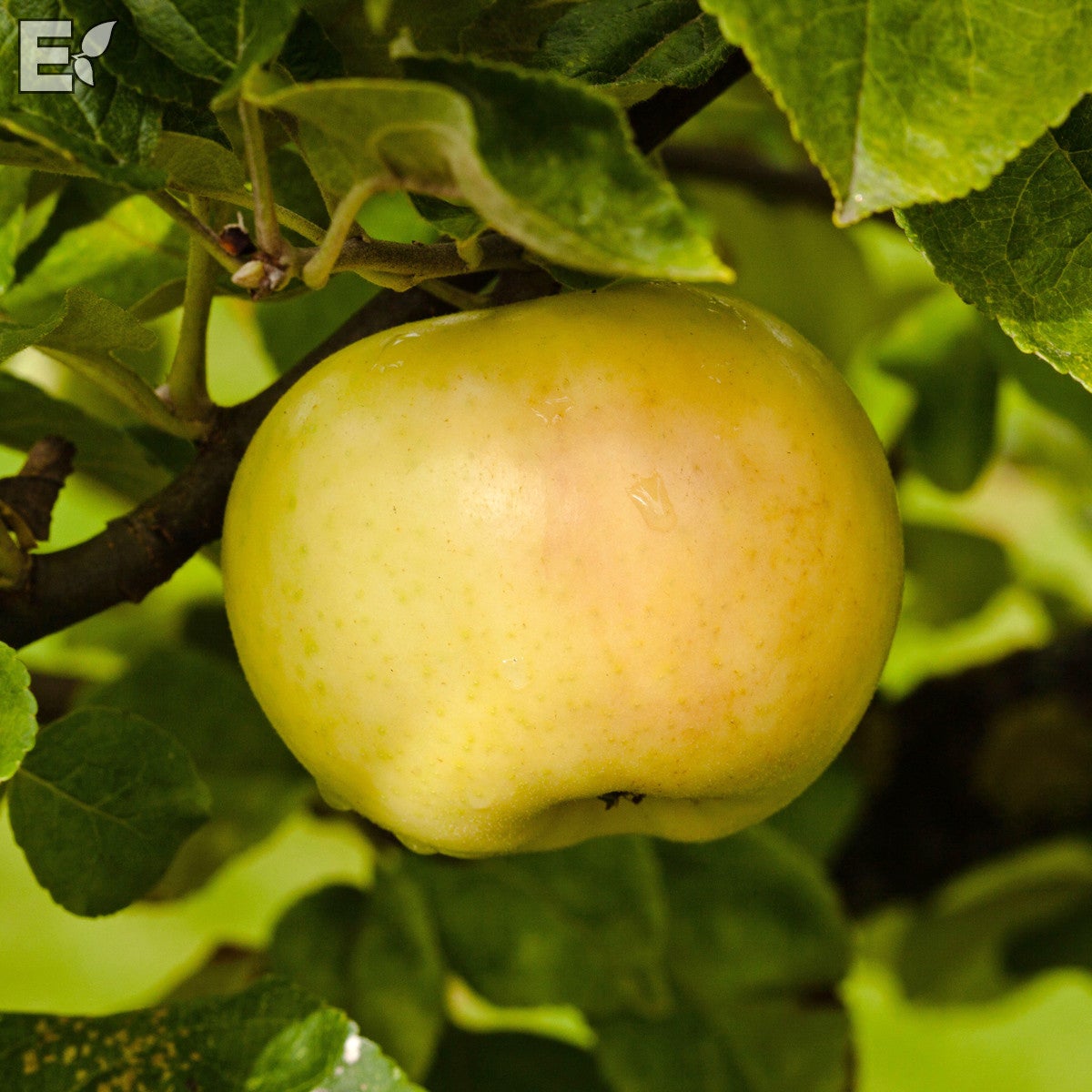 äpple 'Oranie' E