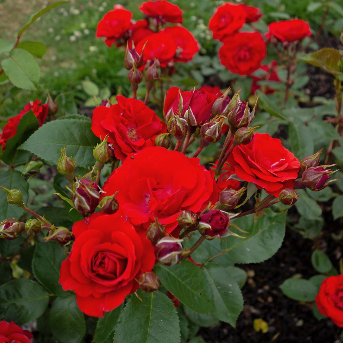 floribundaros Allotria