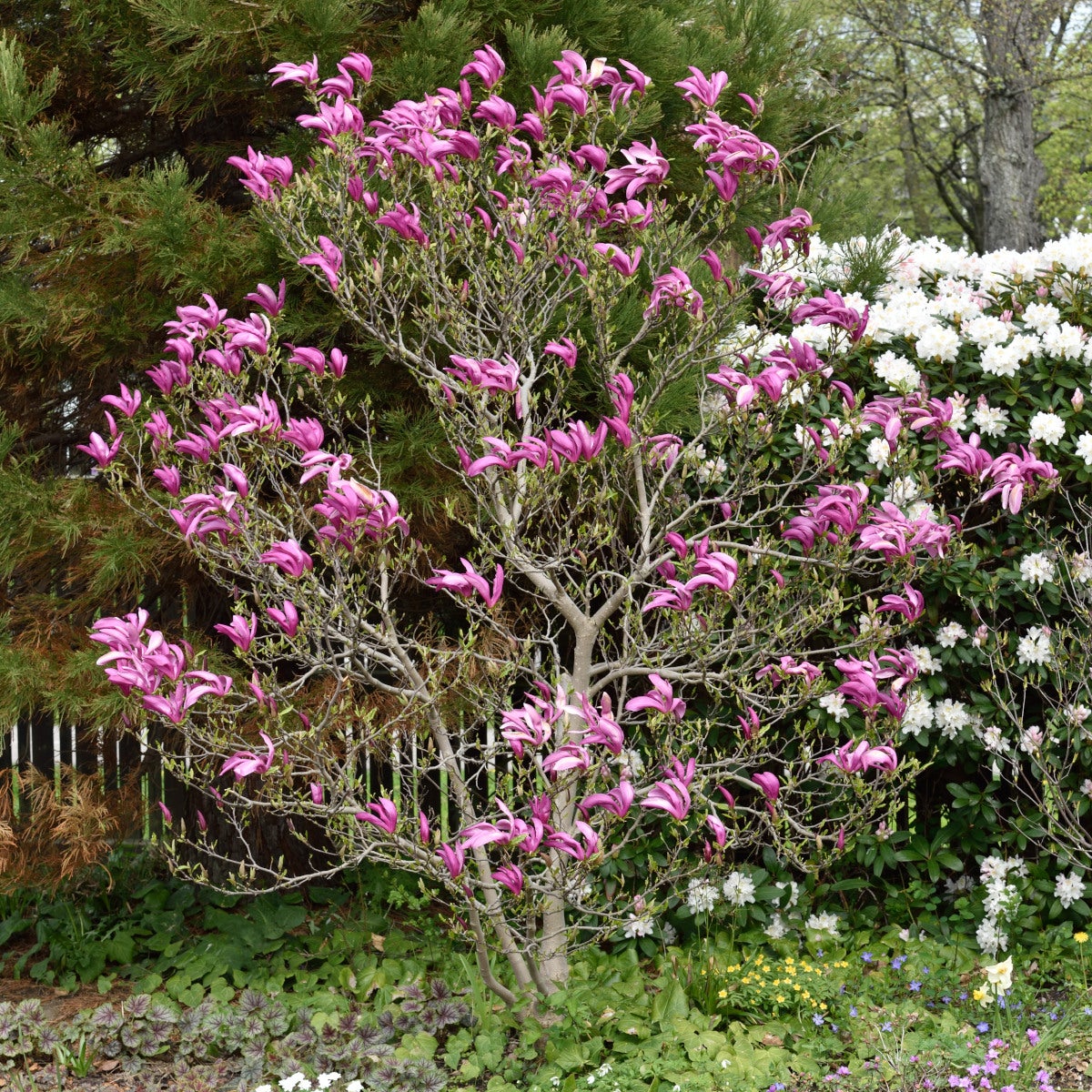 rosenmagnolia 'Susan'