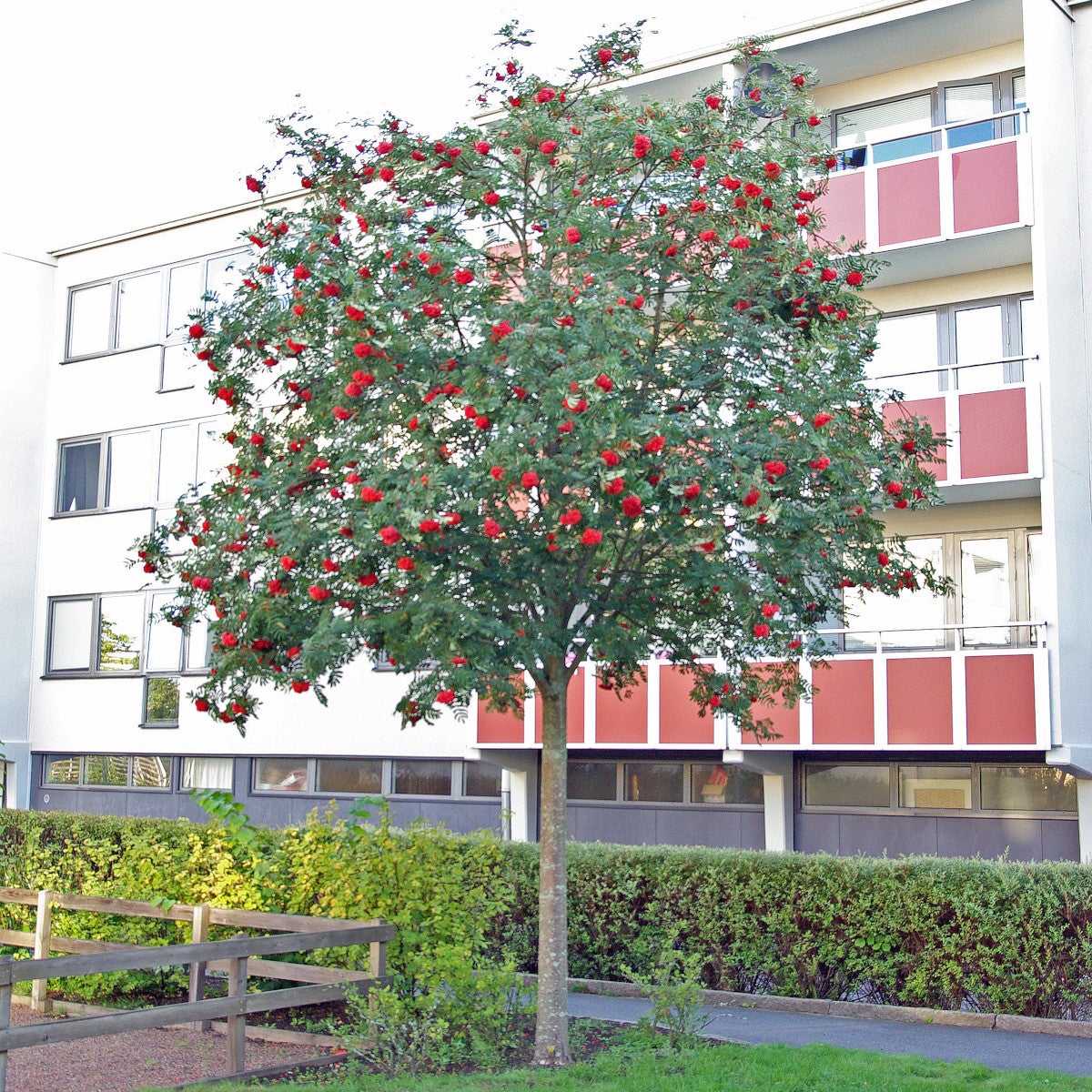 praktrönn