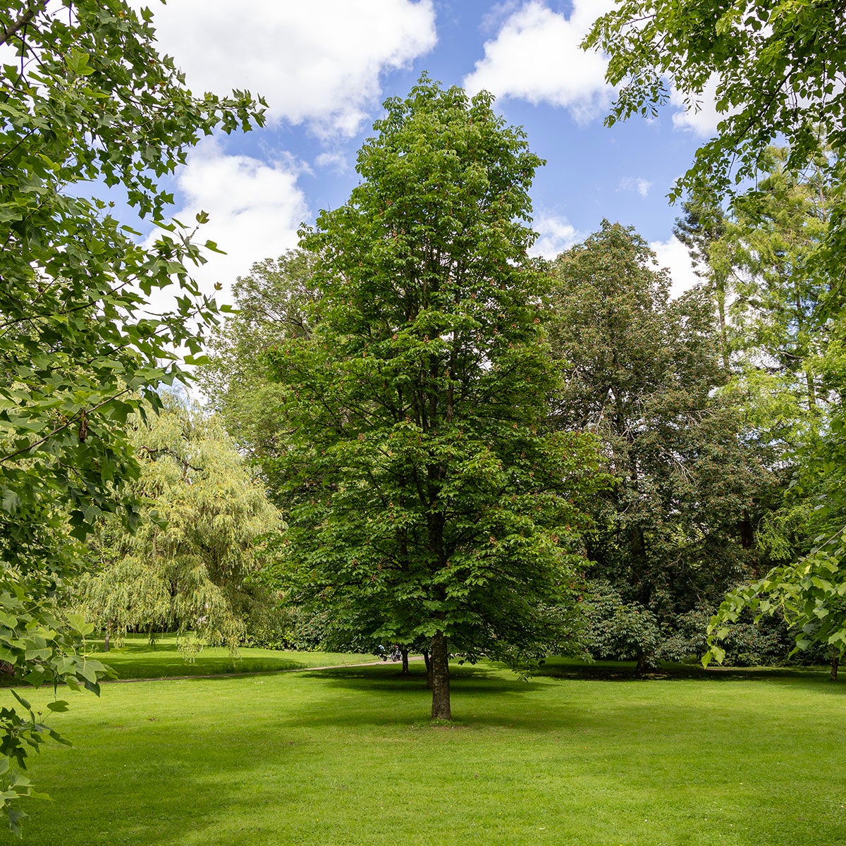 fylldblommig hästkastanj