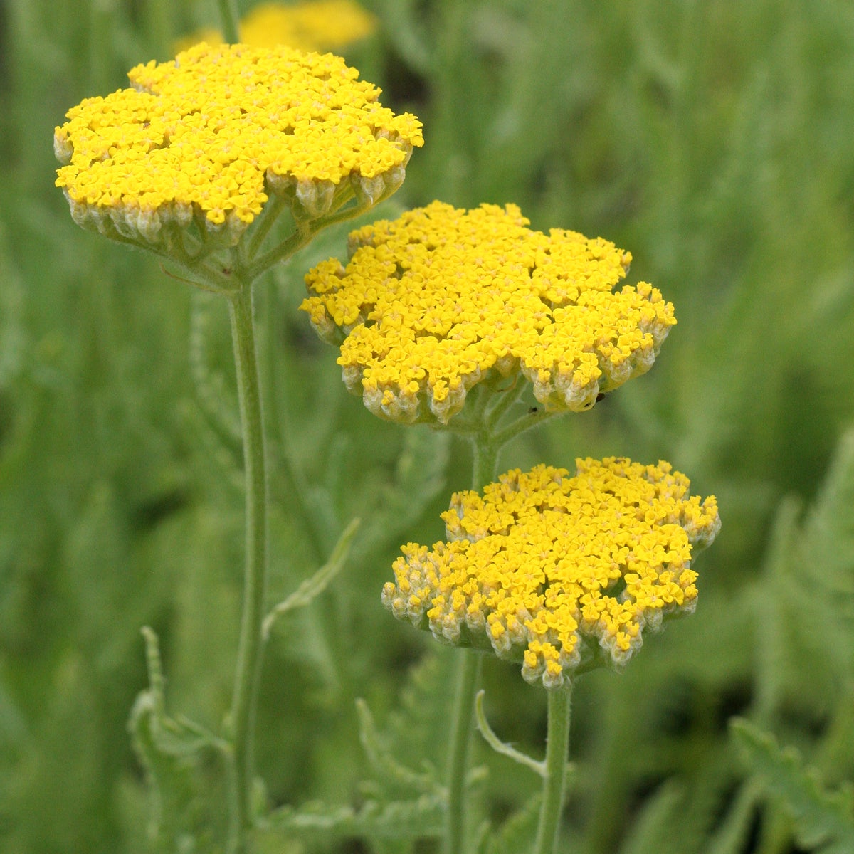 röllika 'Coronation Gold'