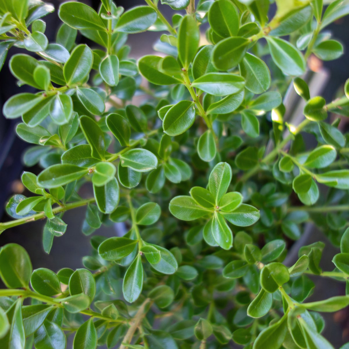 buxbom Renaissance ('Her2009B01'PBR)