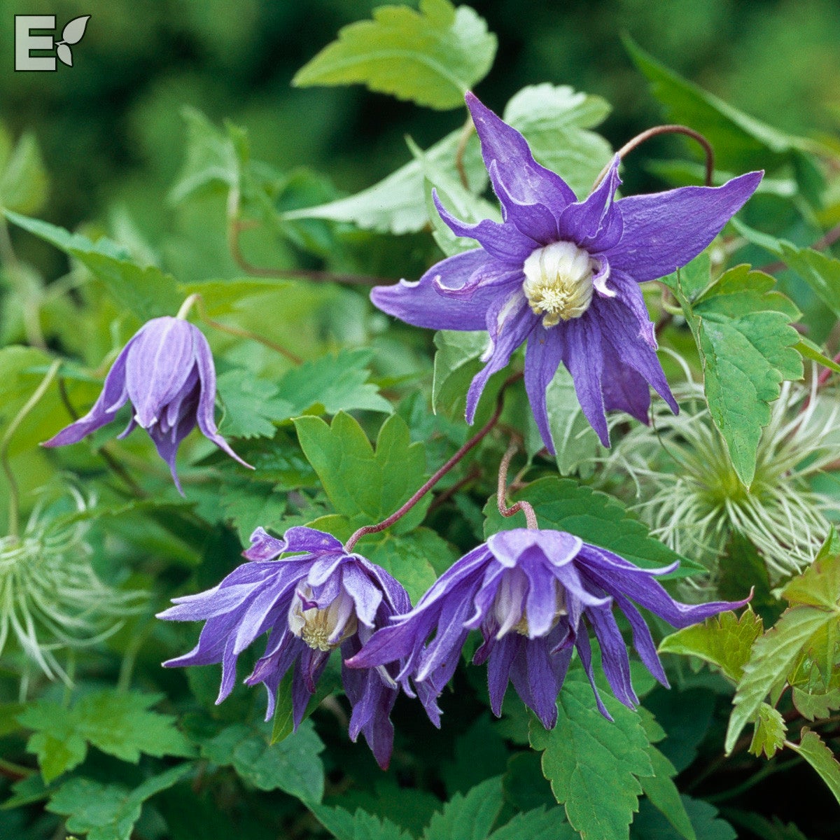 atragene-klematis 'Georg'PBR E