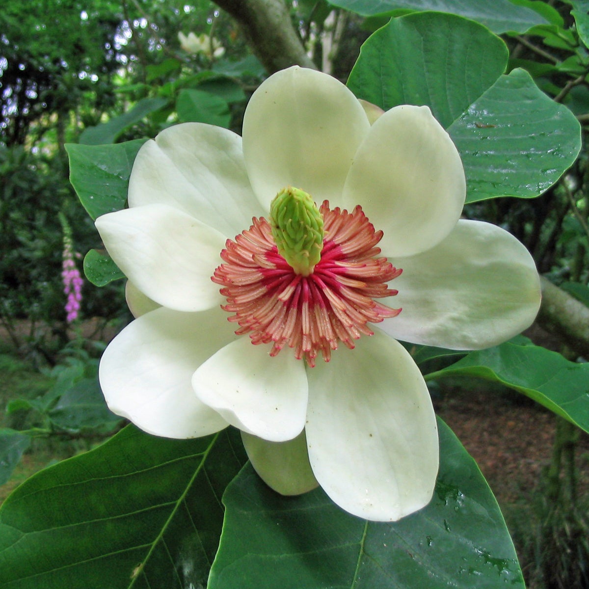 buskmagnolia