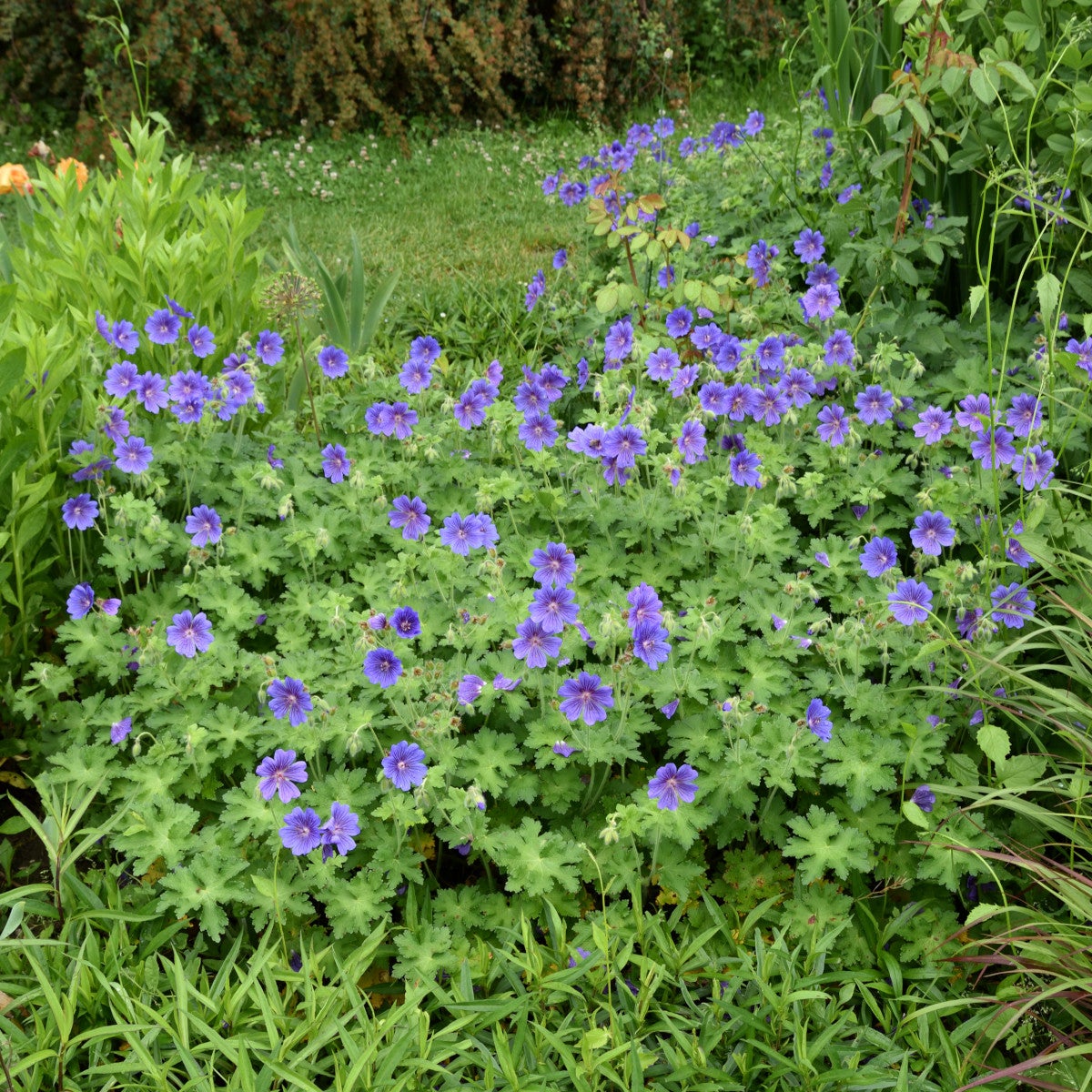 kungsnäva 'Rosemoor'