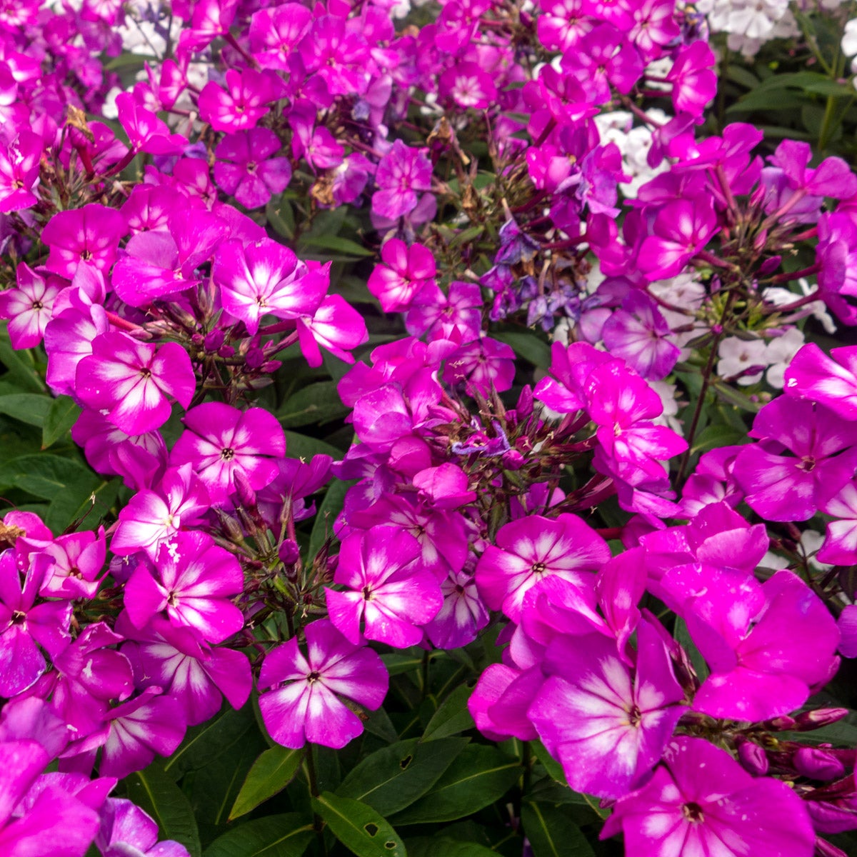 höstflox Sweet Summer® Surpise