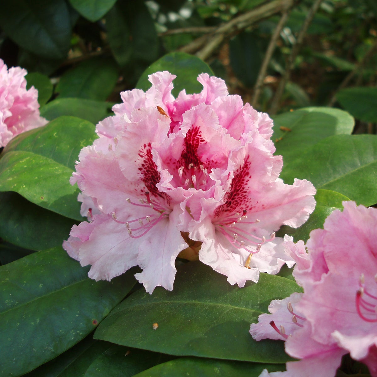 caucasicum-rododendron 'Progrès'