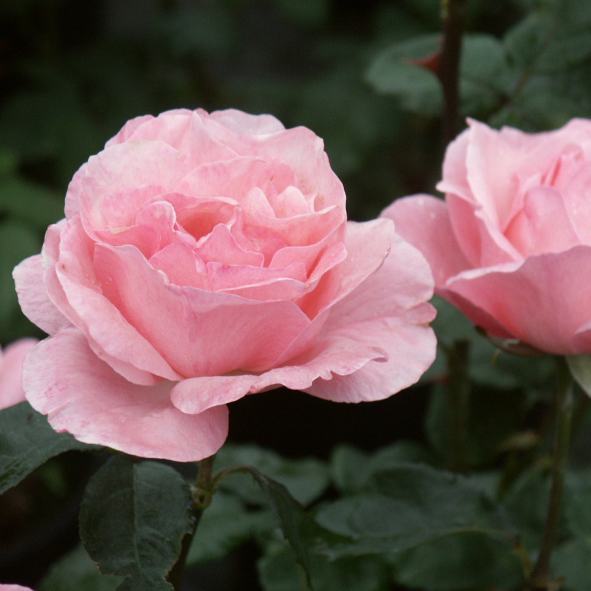 grandiflora-ros 'Queen Elizabeth'