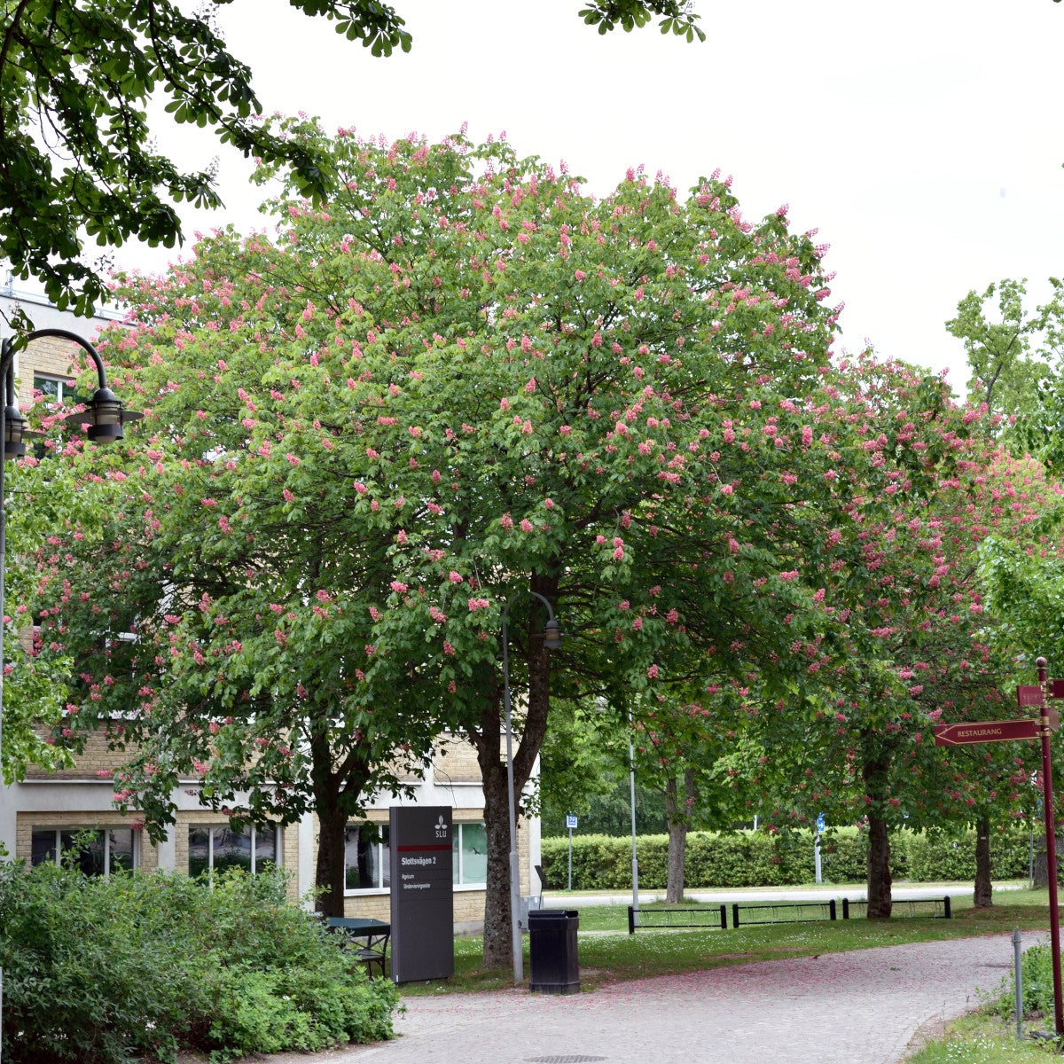 rödblommig hästkastanj 'Briotii'