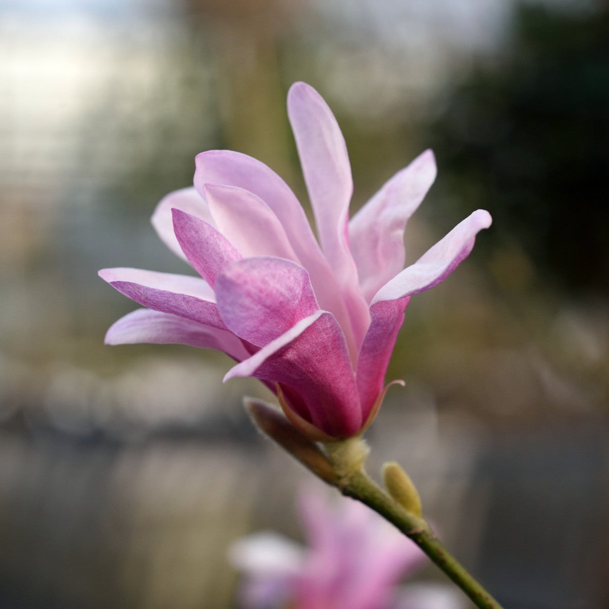 hybridmagnolia 'Leonard Messel'