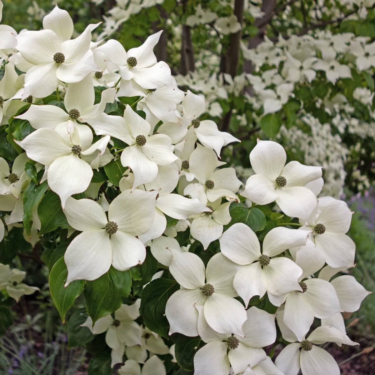 koreansk blomsterkornell