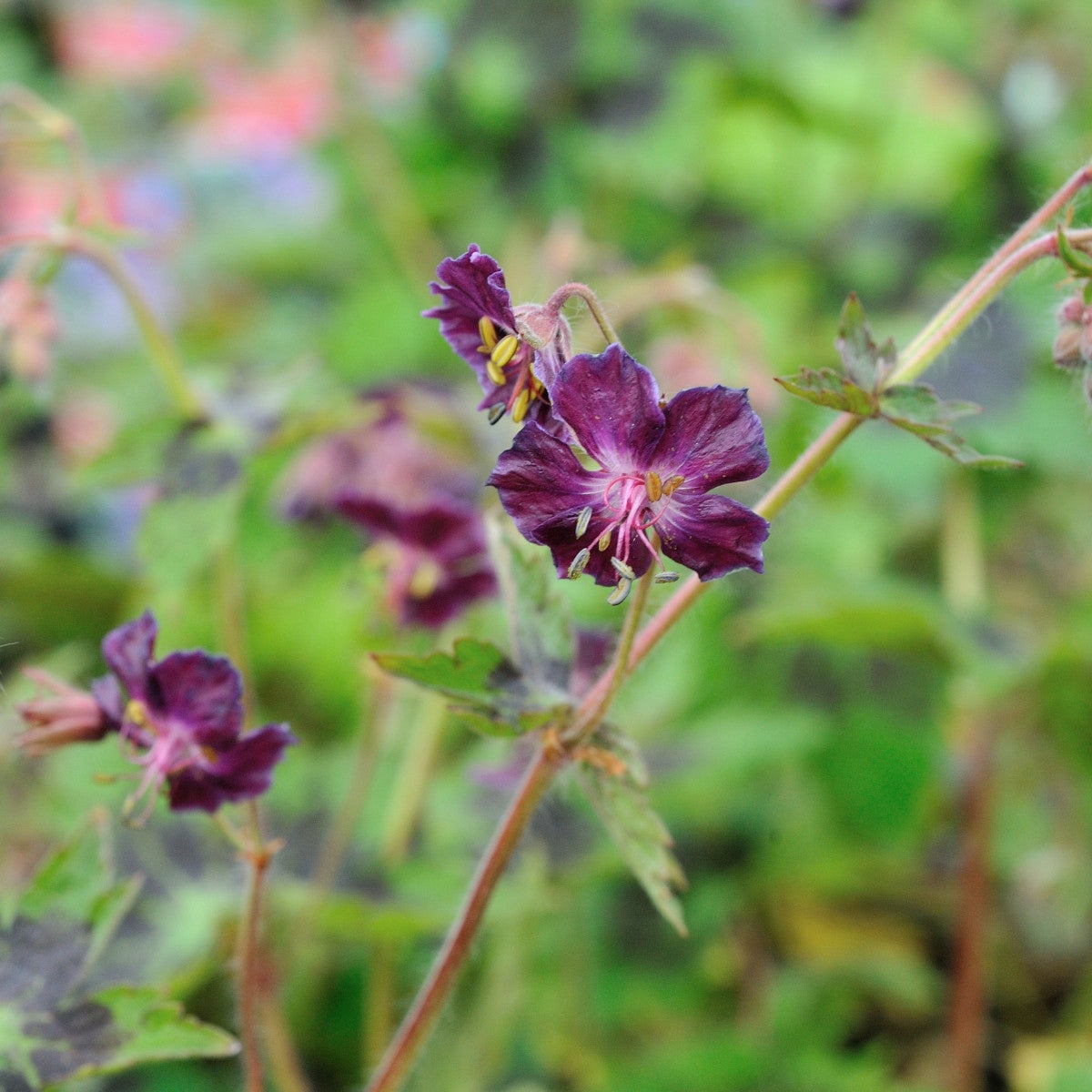 brunnäva 'Samobor'