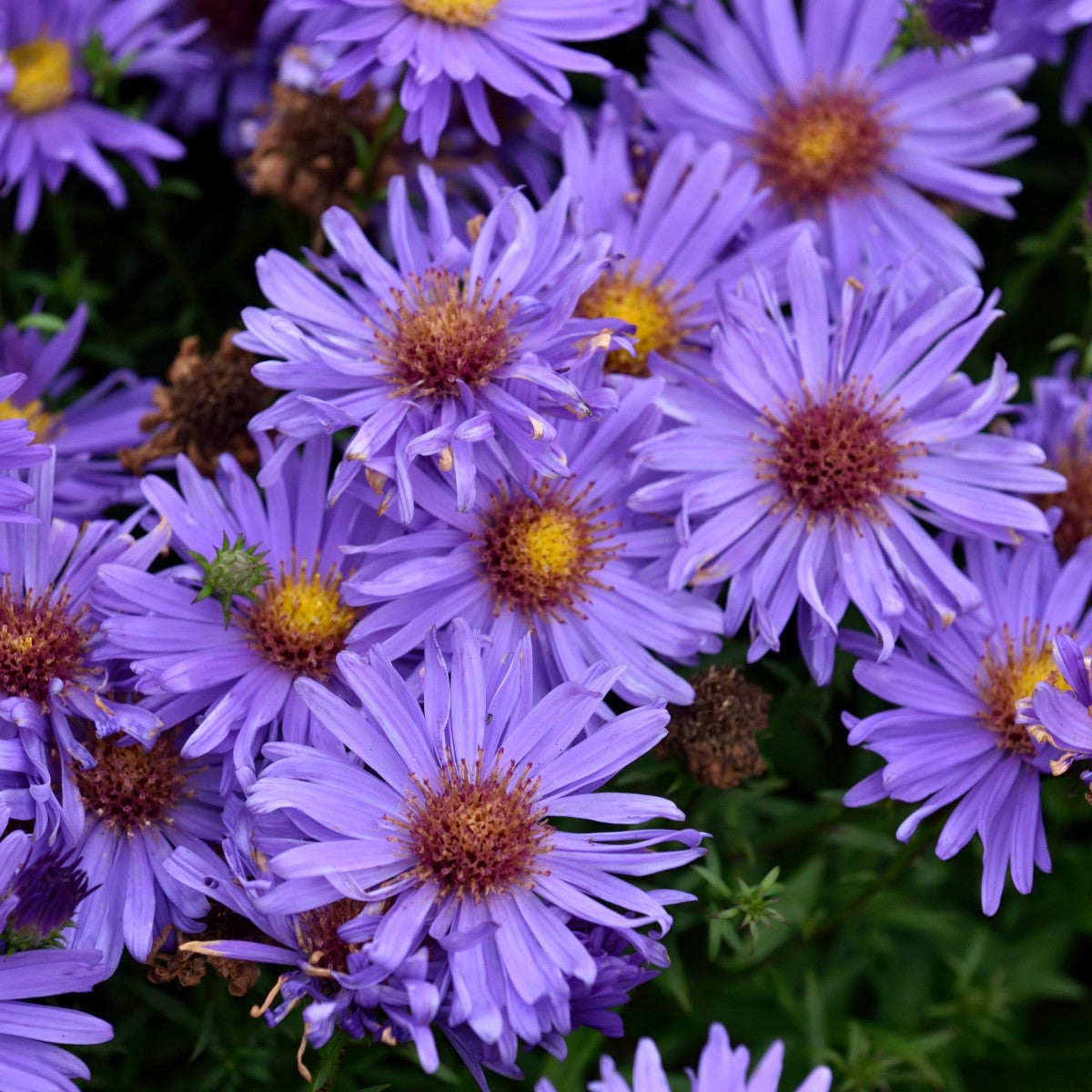 oktoberaster 'Early Blue'