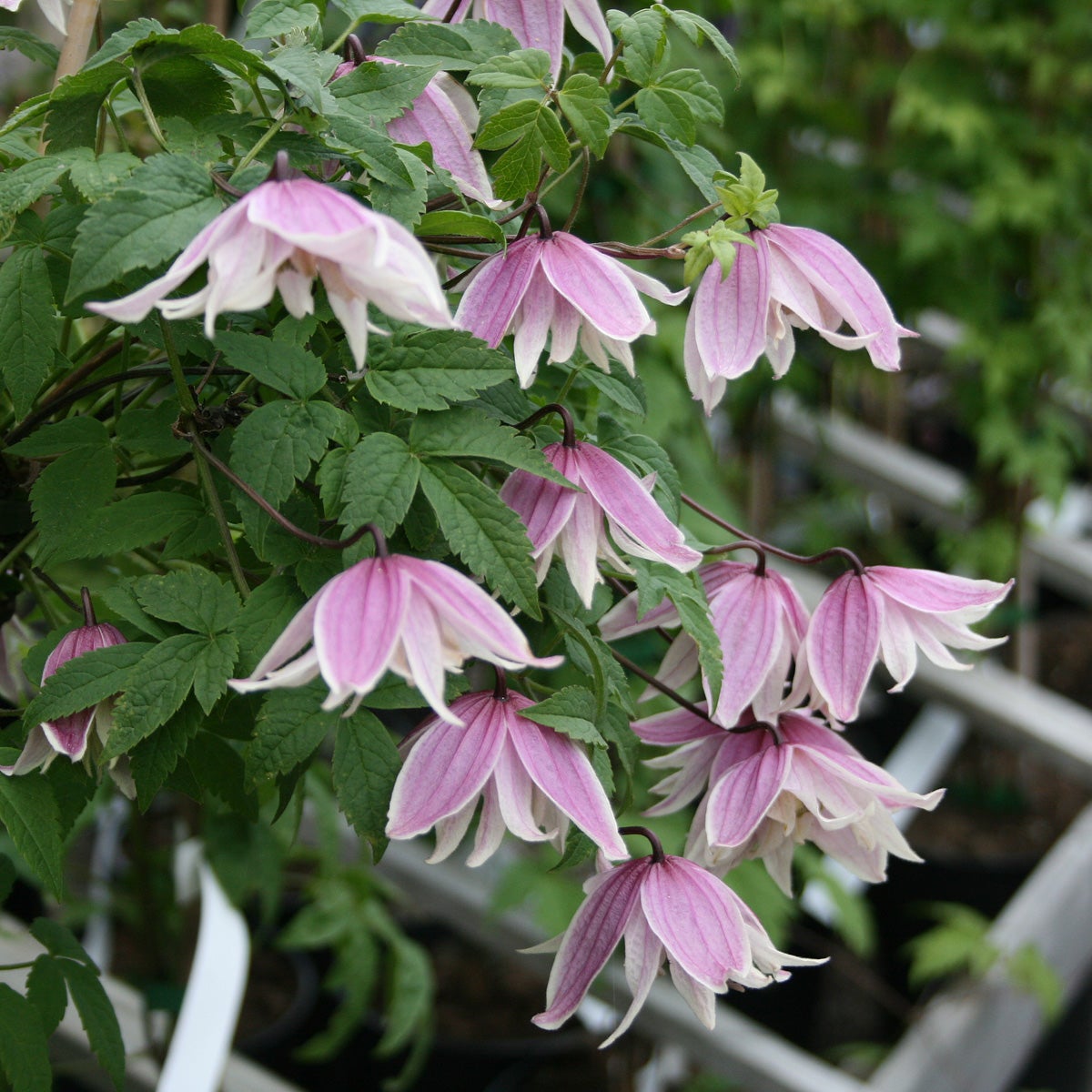 atragene-klematis 'Propertius'