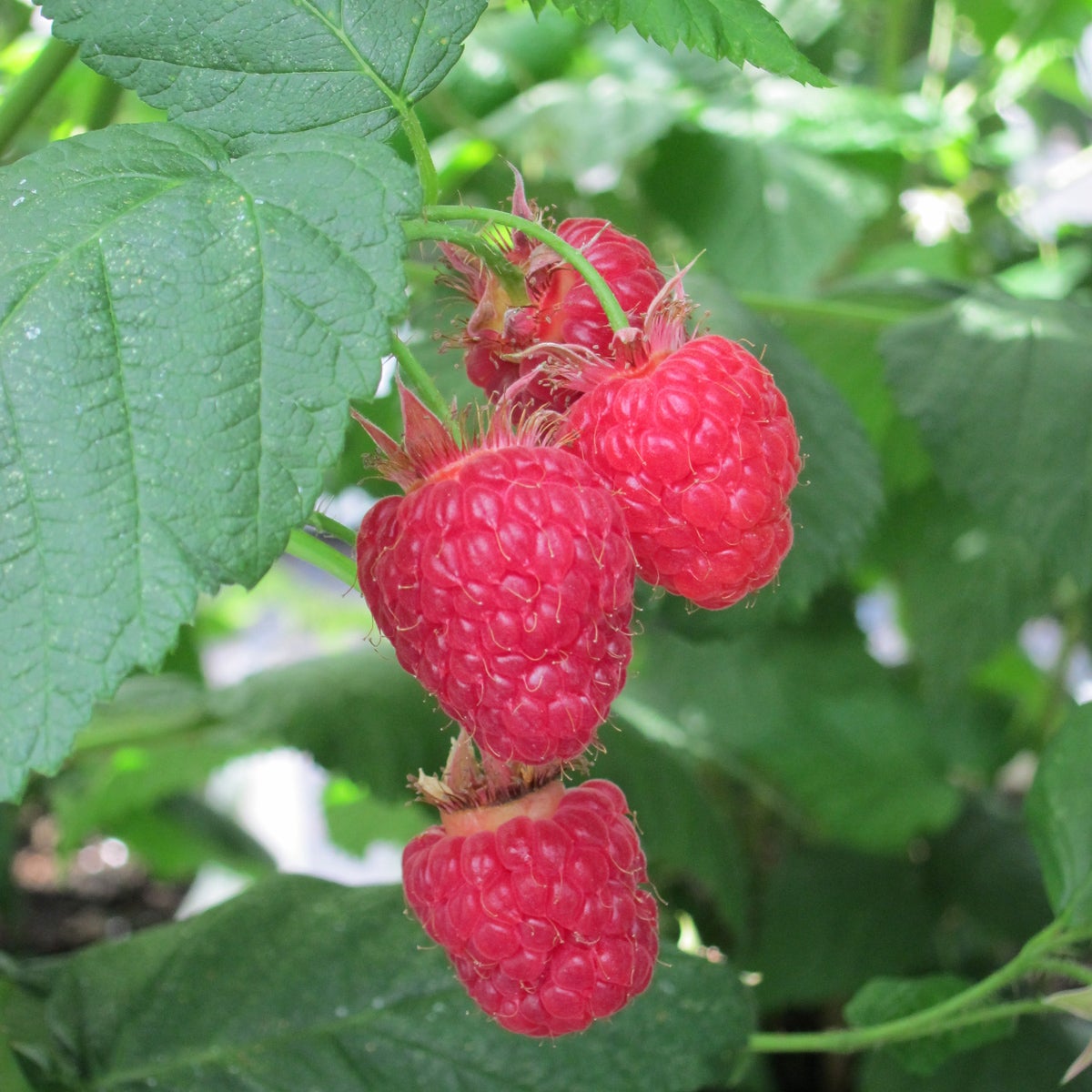 hösthallon 'Bohème'