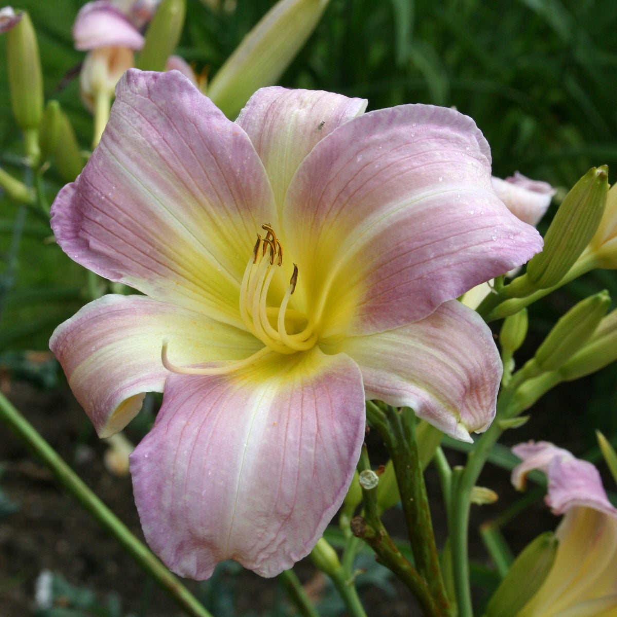 daglilja 'Catherine Woodbury'