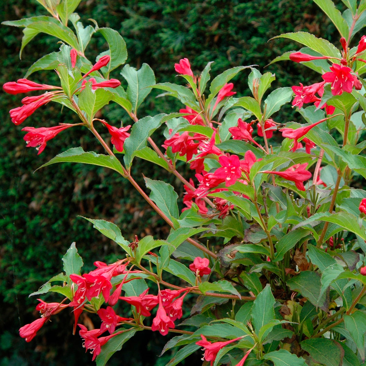 prakttry 'Red Prince'