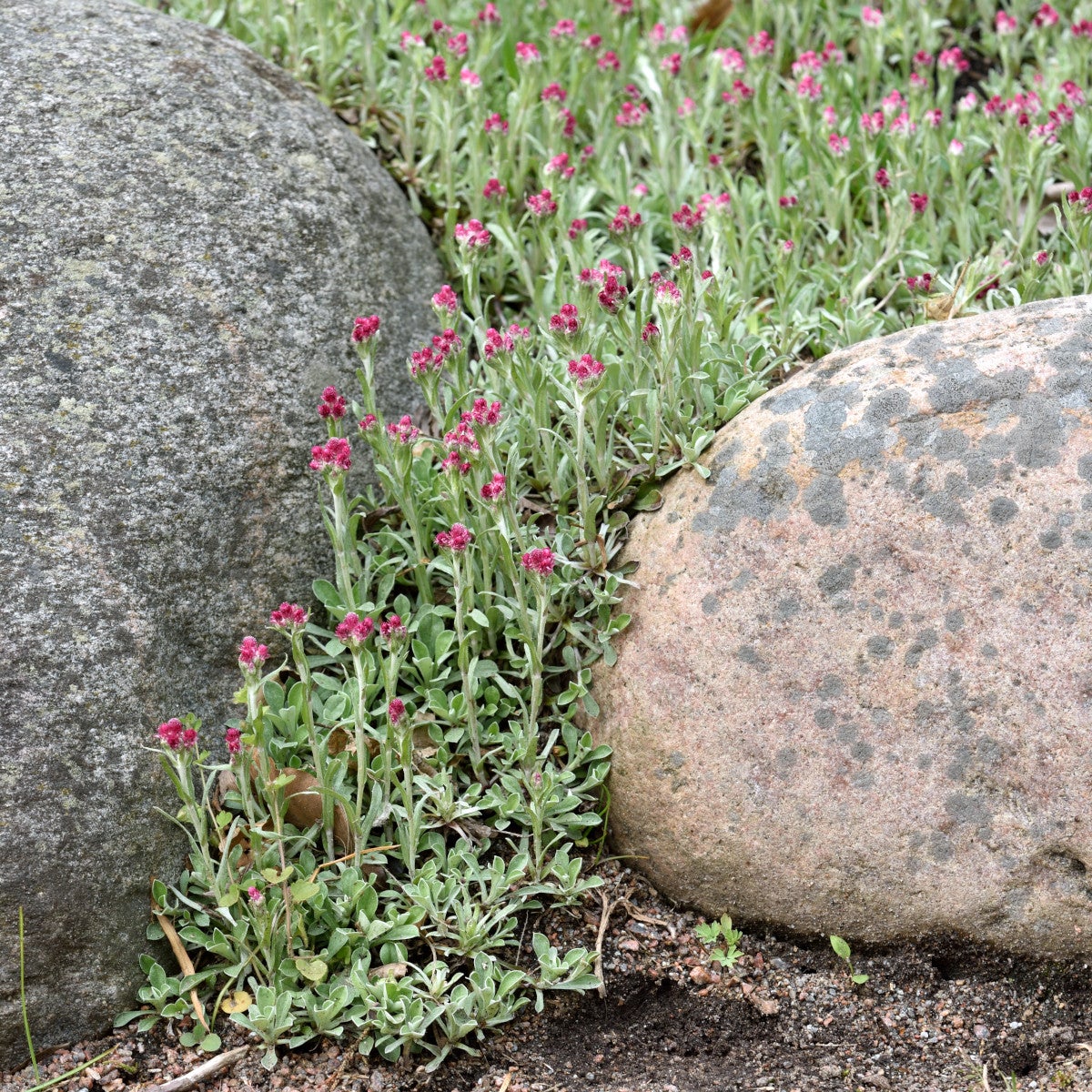 kattfot 'Rubra'