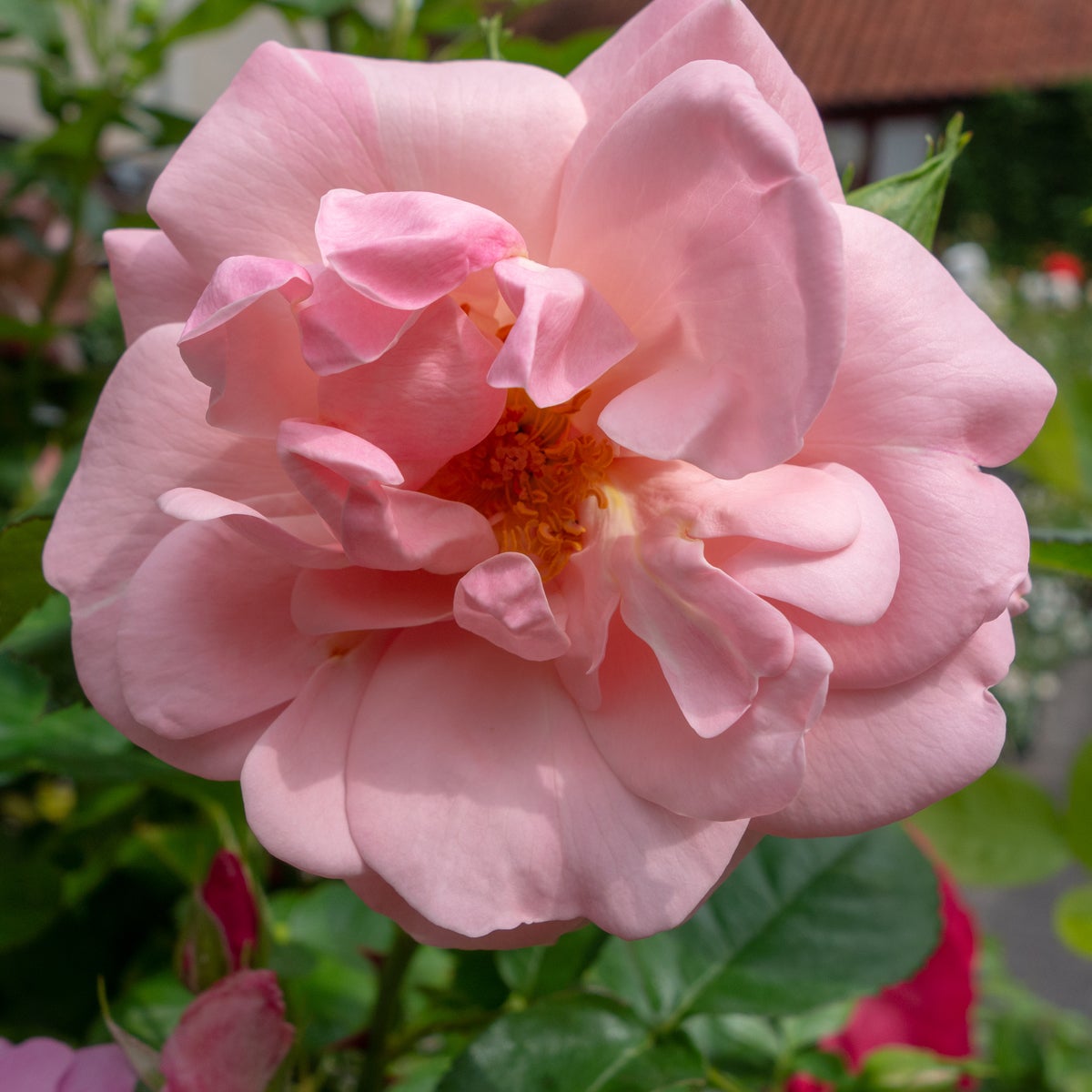 floribundaros Astrid Lindgren®