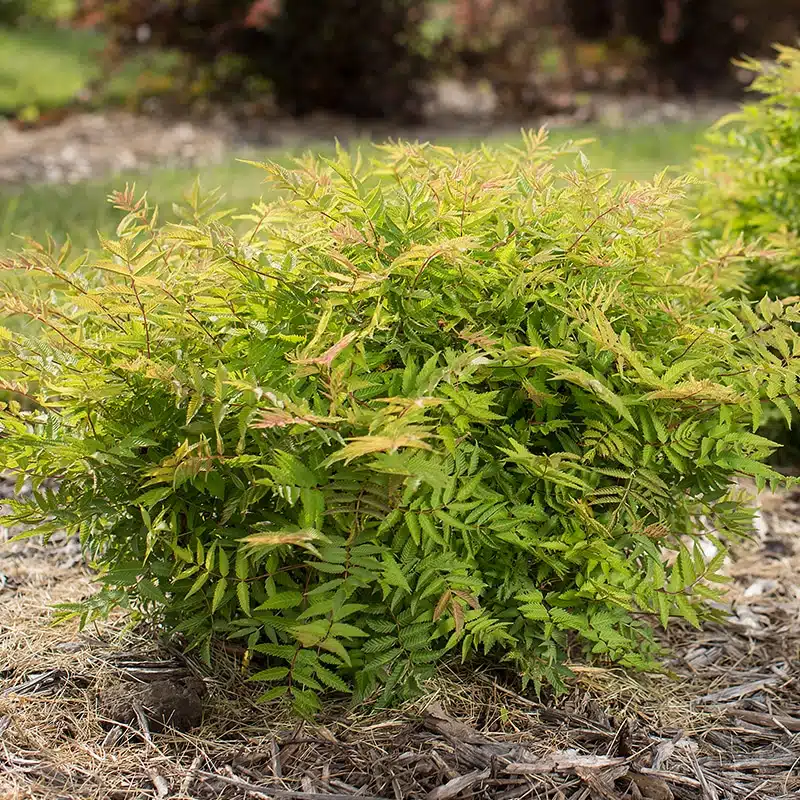 rönnspirea Matcha Ball ('Levgreen')