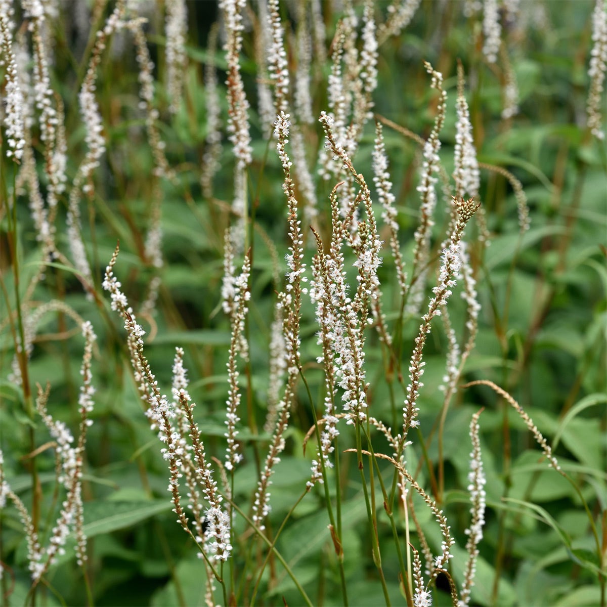 blodormrot 'Alba'