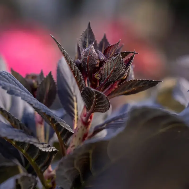 hortensia Eclipse®