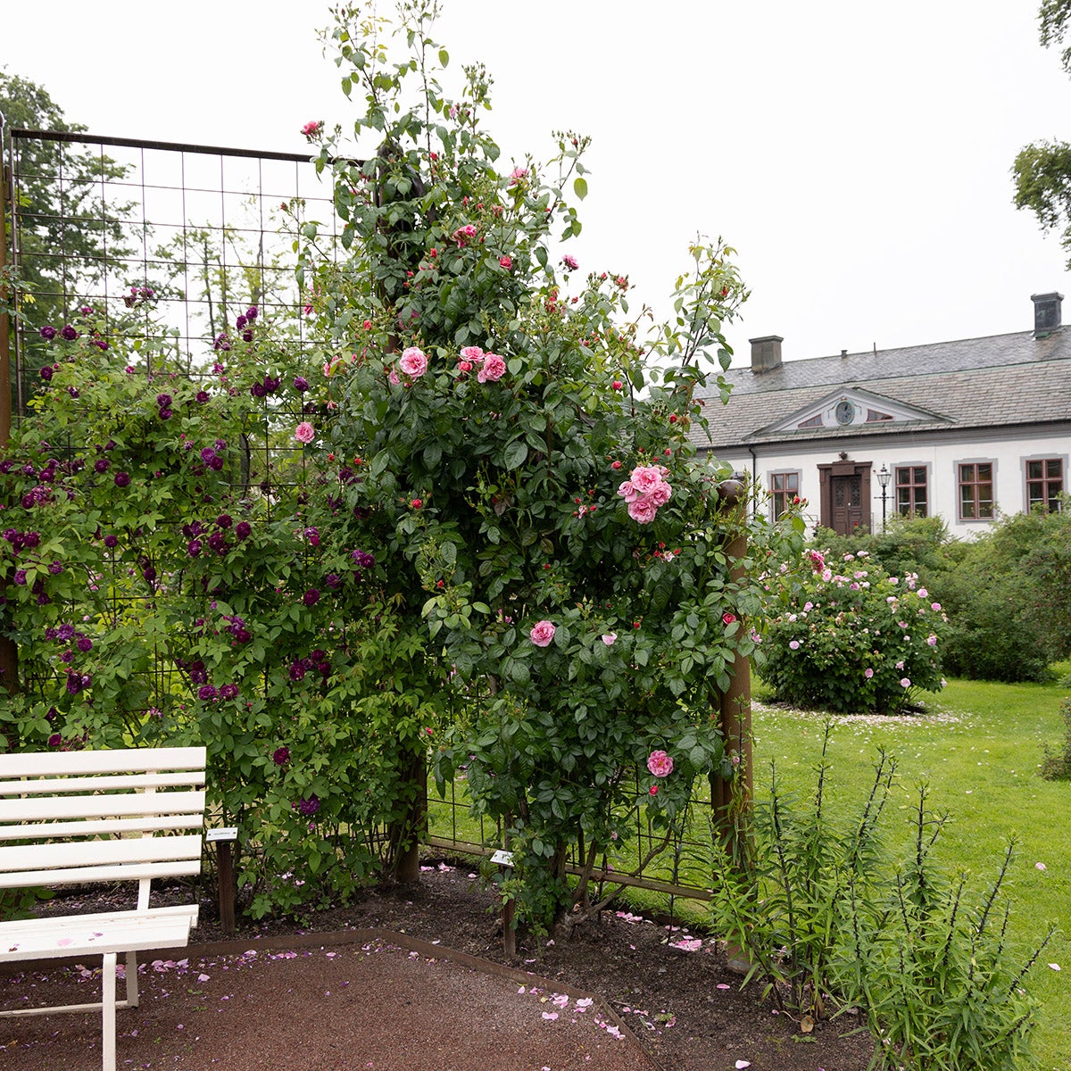 storblommig klätterros Camelot