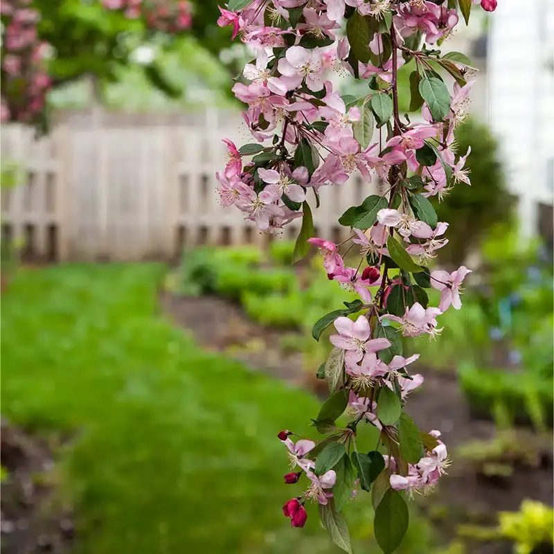 Splendor Ruby Malus Ruby Tears ('Bailears') | Splendor Plant