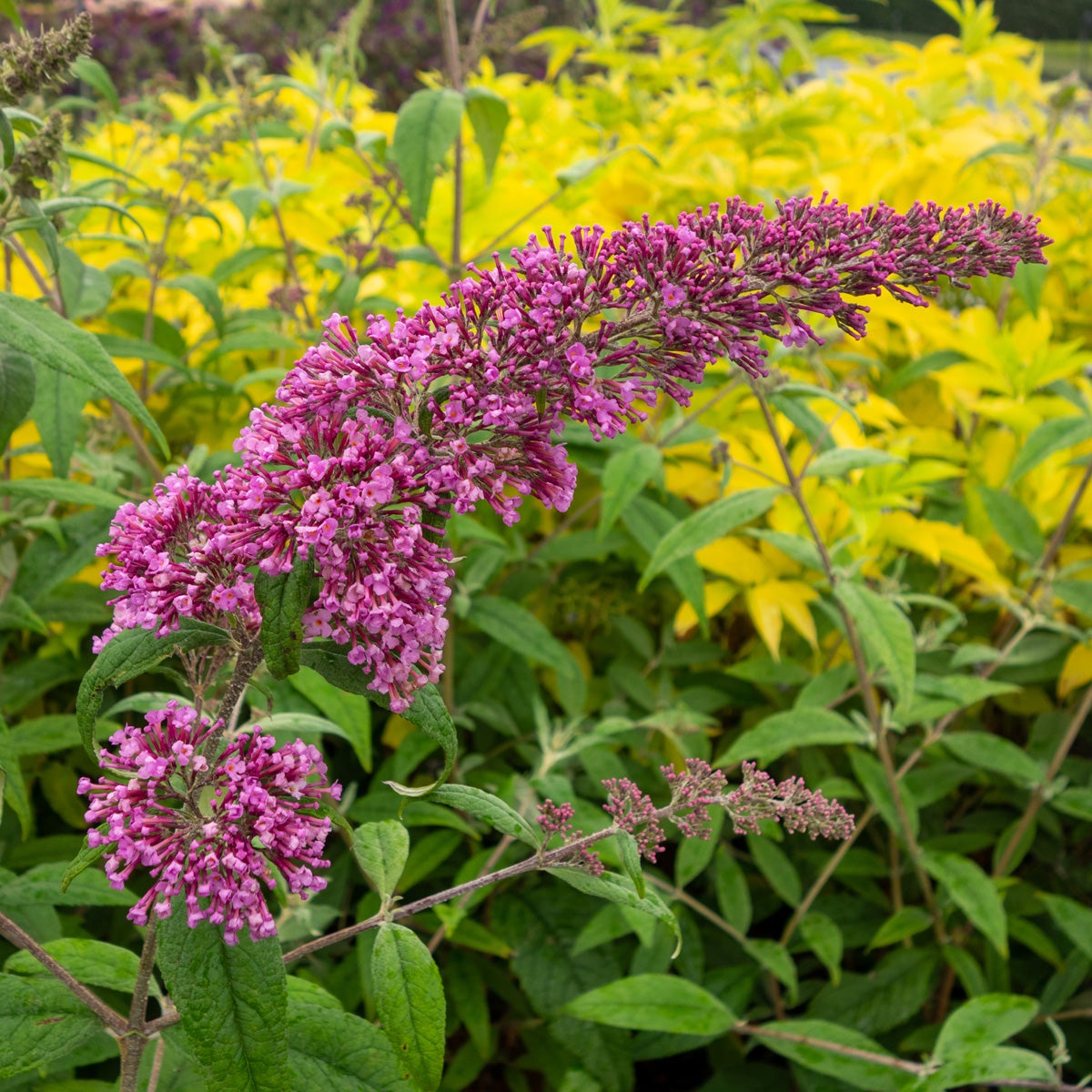 syrenbuddleja 'Pink Delight'