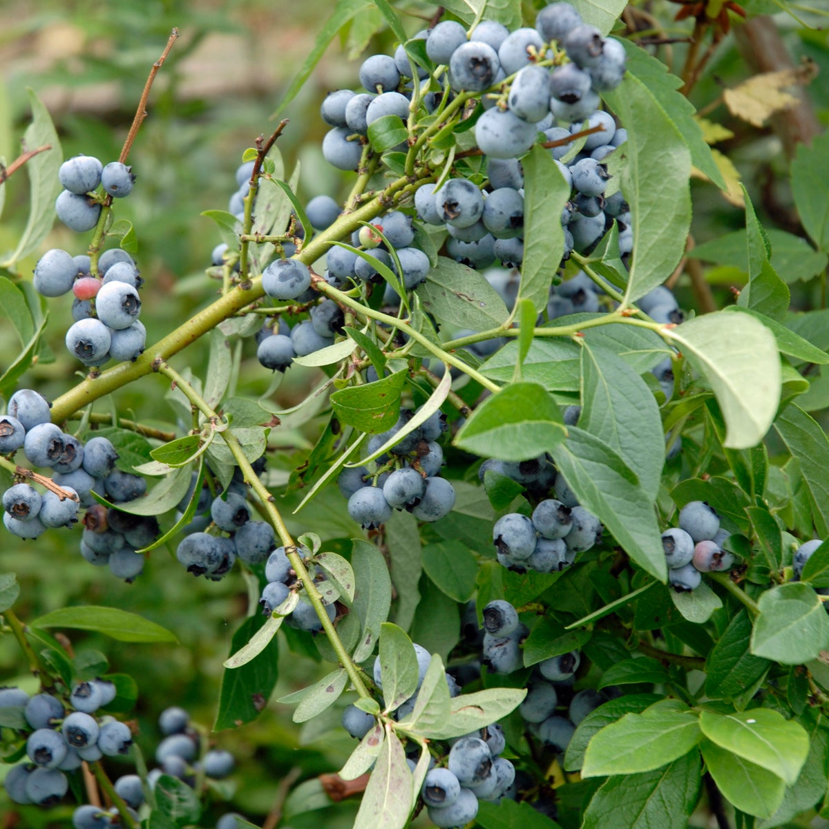 hybridblåbär 'Northblue'